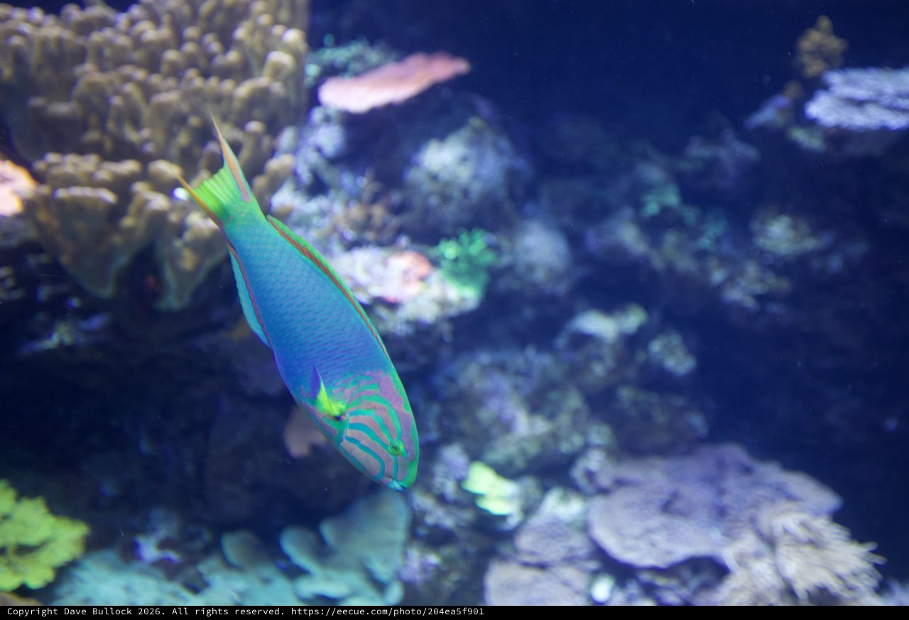 Vibrant Wrasse Swimming Among Coral Reef