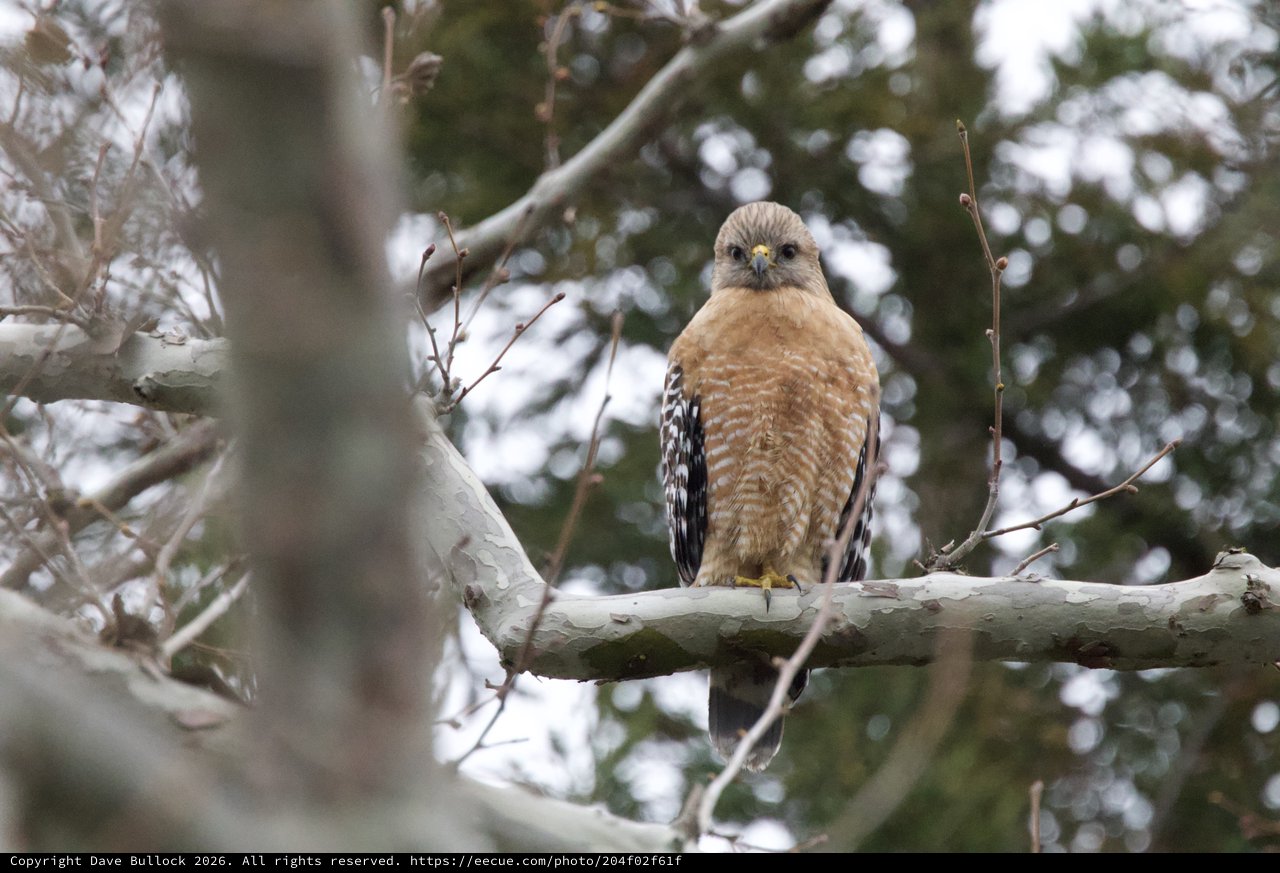 Red-Shouldered Hawk Perched on Winter Branch