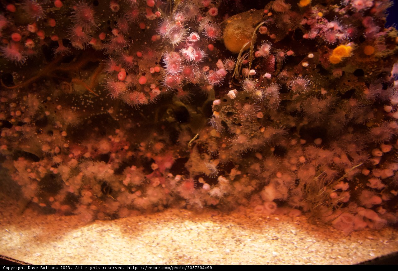 Mesmerizing Bloom in the Depths
