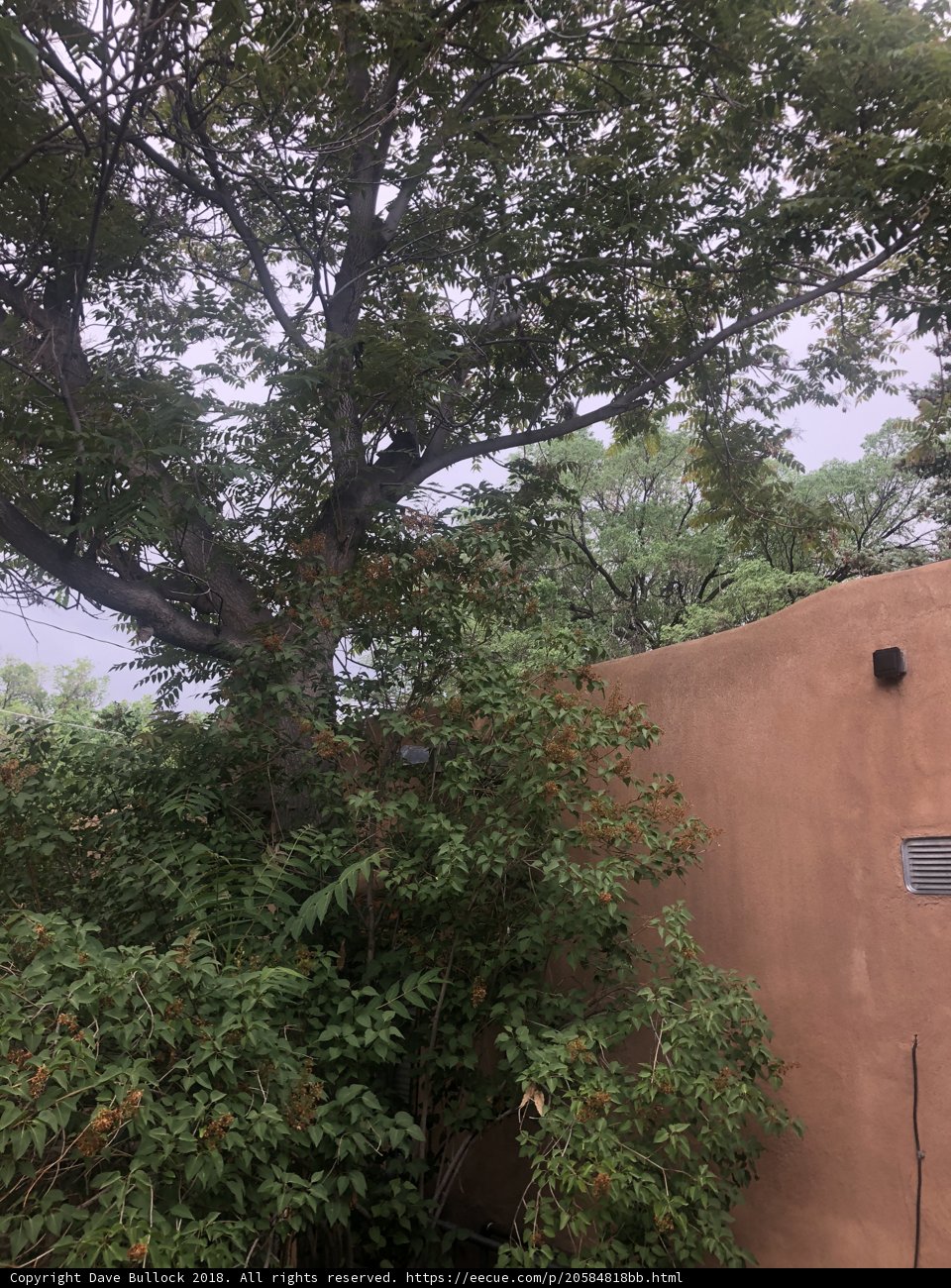 Majestic Tree Before a Bold Building