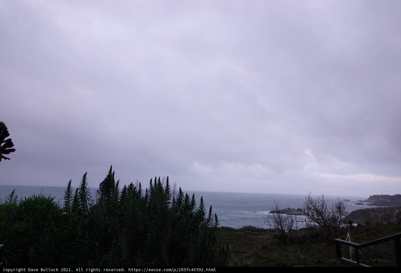 Majestic Fir trees on the pacific coast