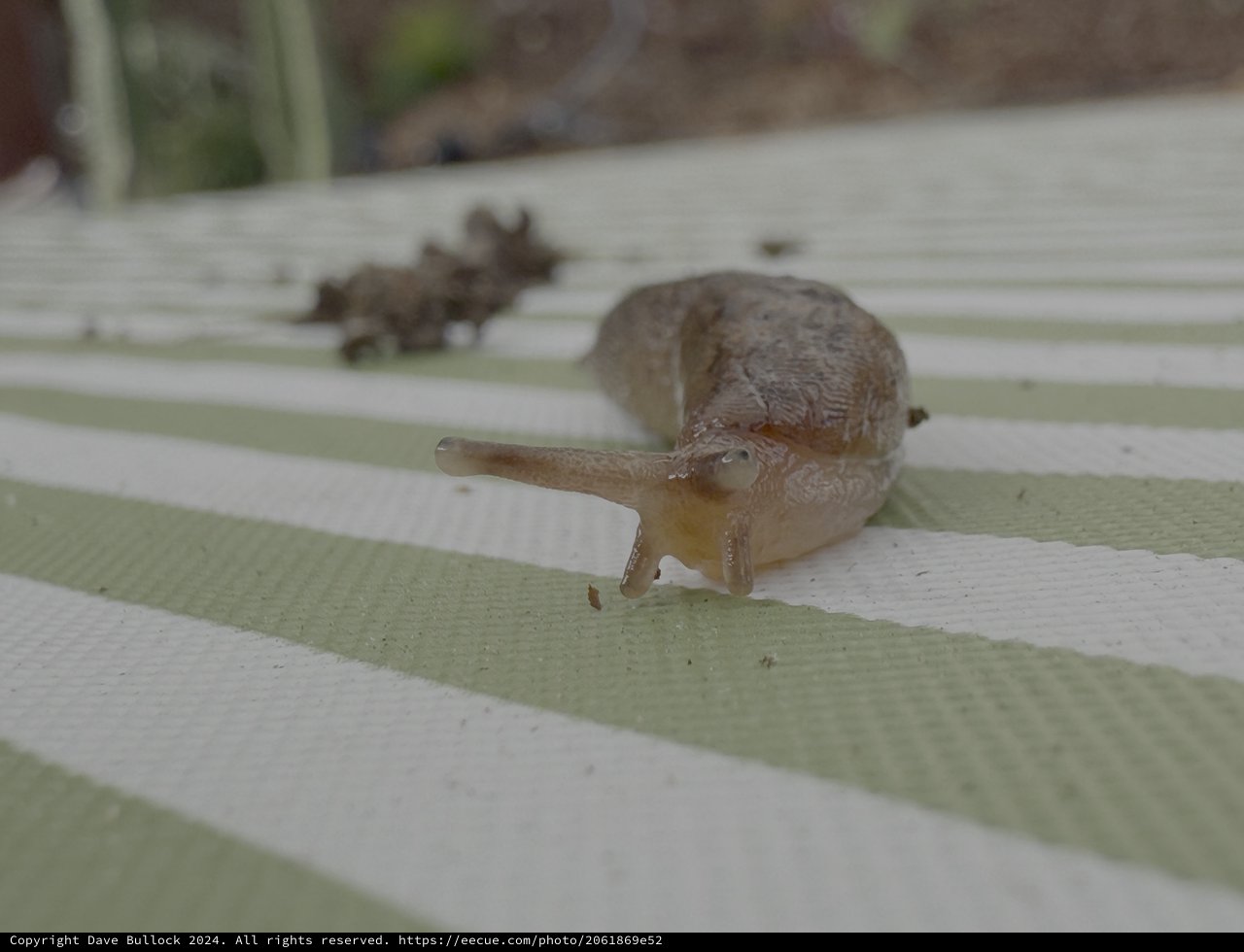 Snails Crawling on Weathered Garden Steps