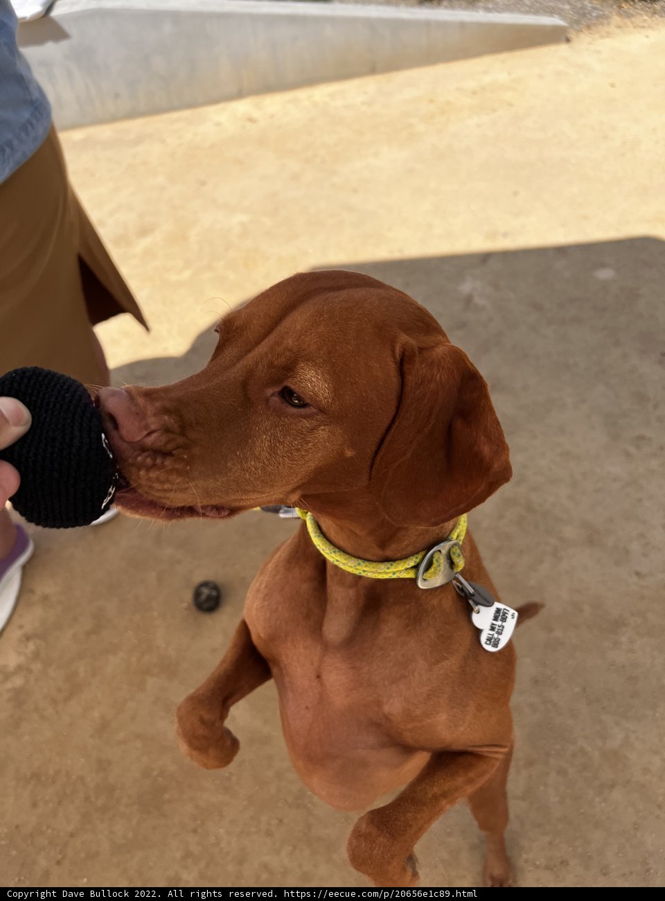 Happy Vizsla Puppy with Ball