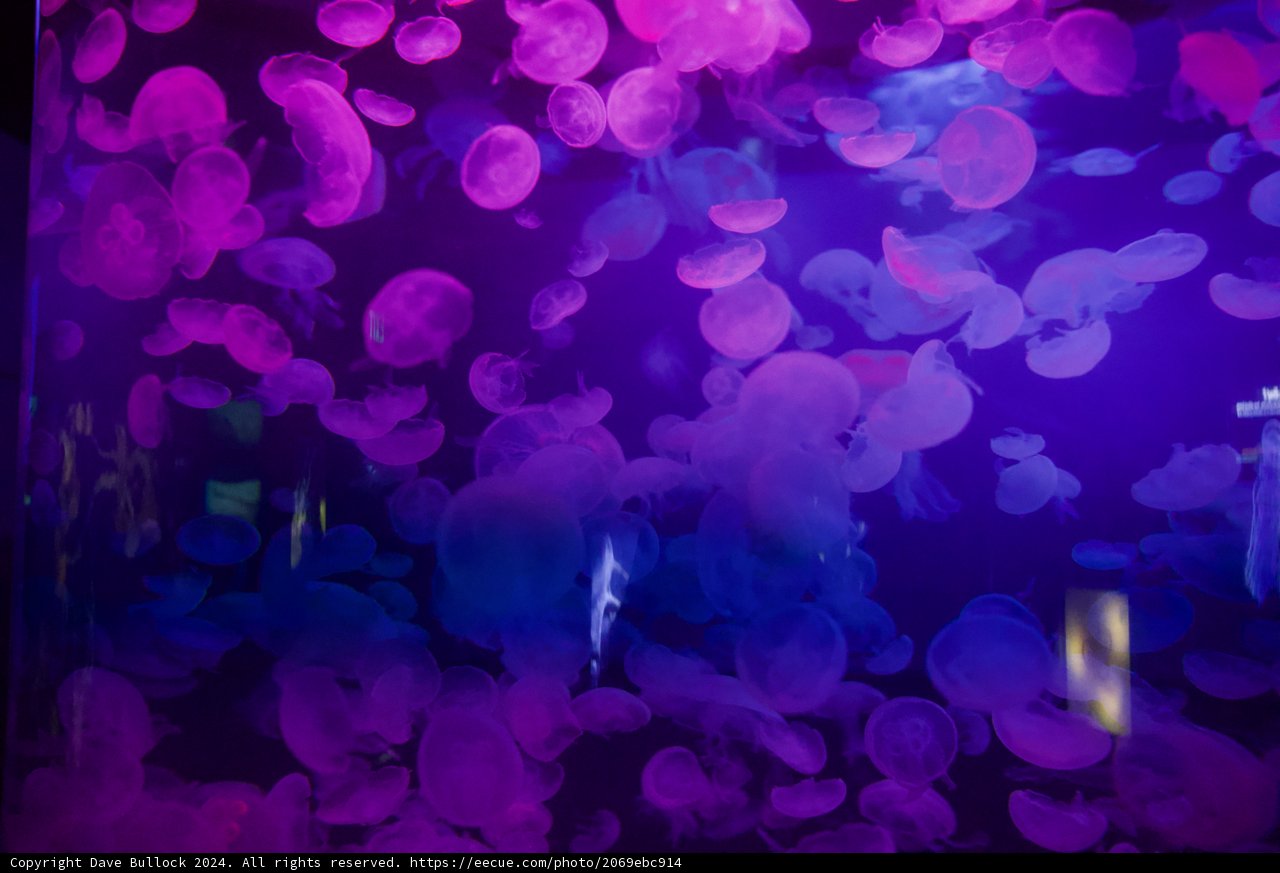 Illuminated Underwater Grace, January 2024