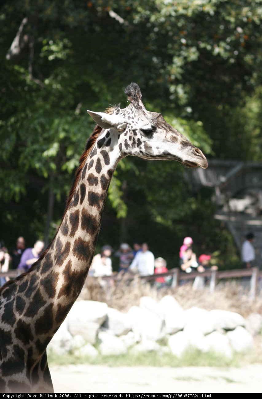 Majestic Giraffe at the Zoo
