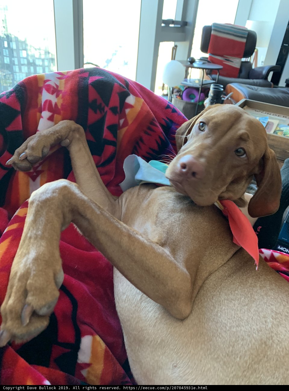 Cozy Canine