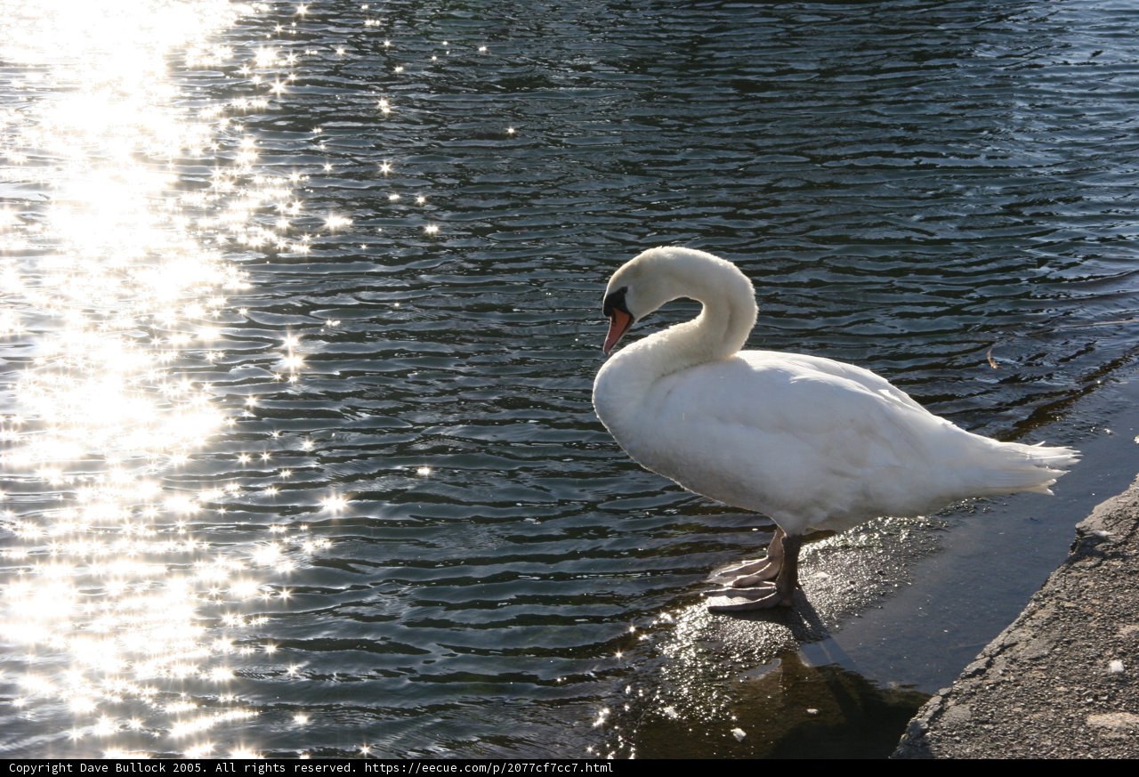 Graceful Swan