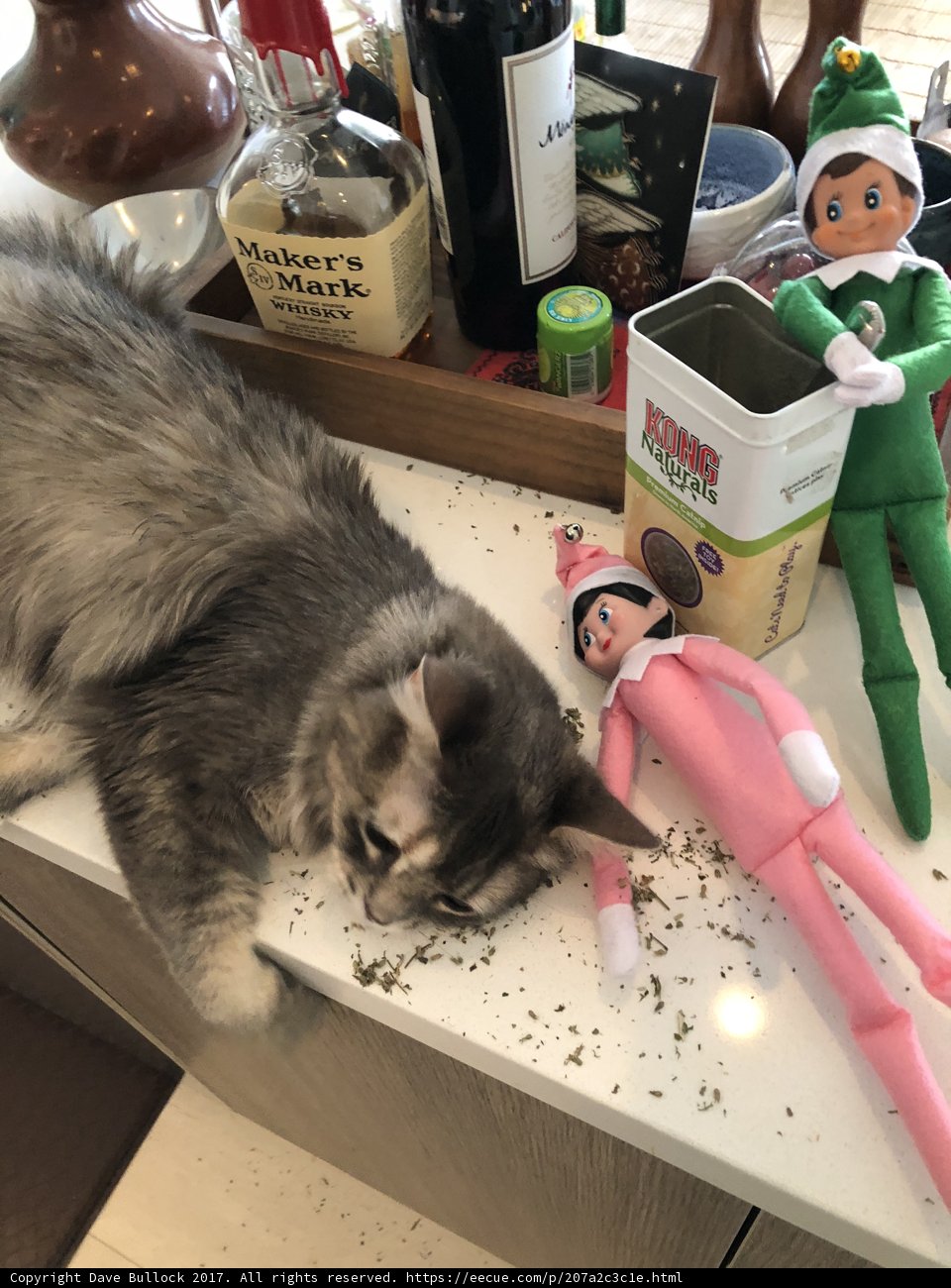 Cat and Elf on the Counter