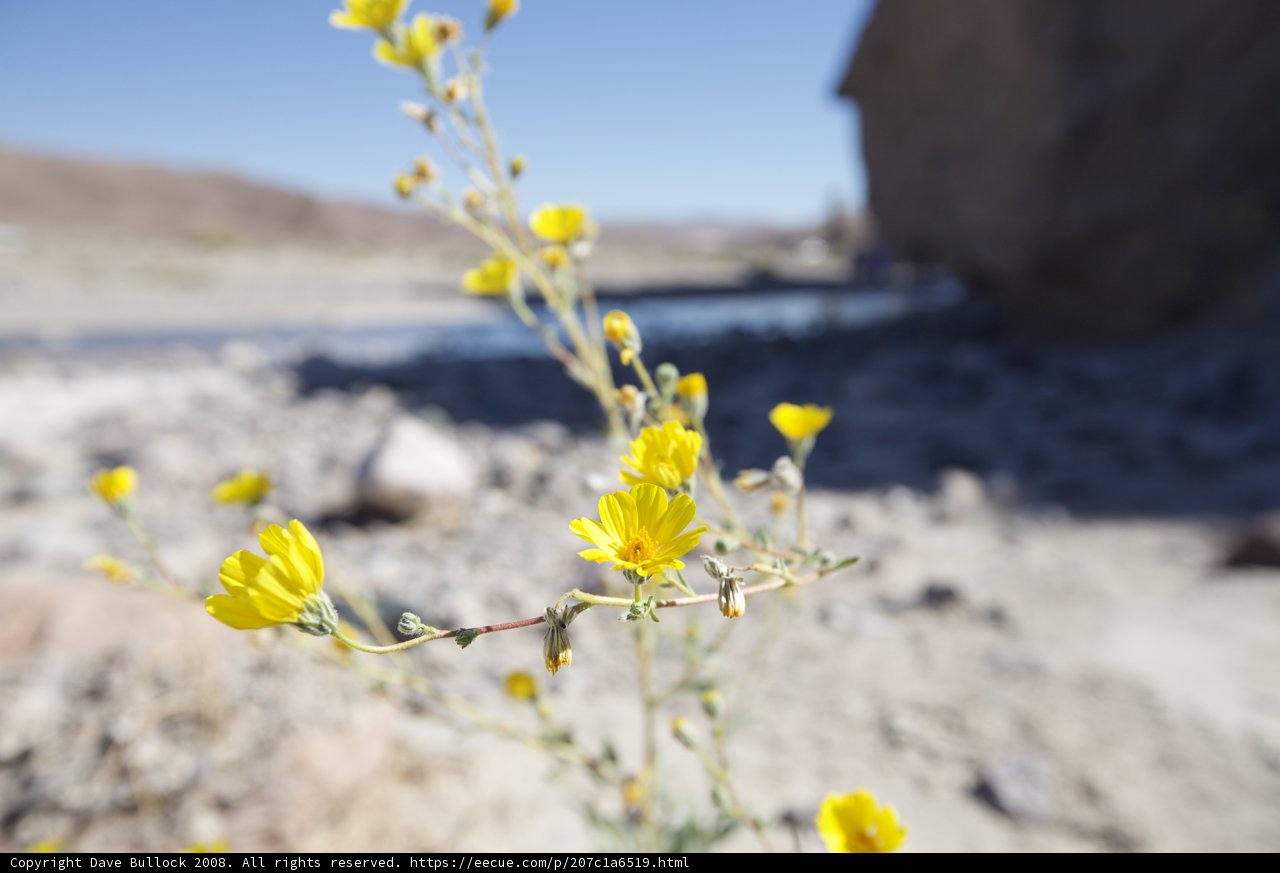 A Burst of Yellow in the Desert
