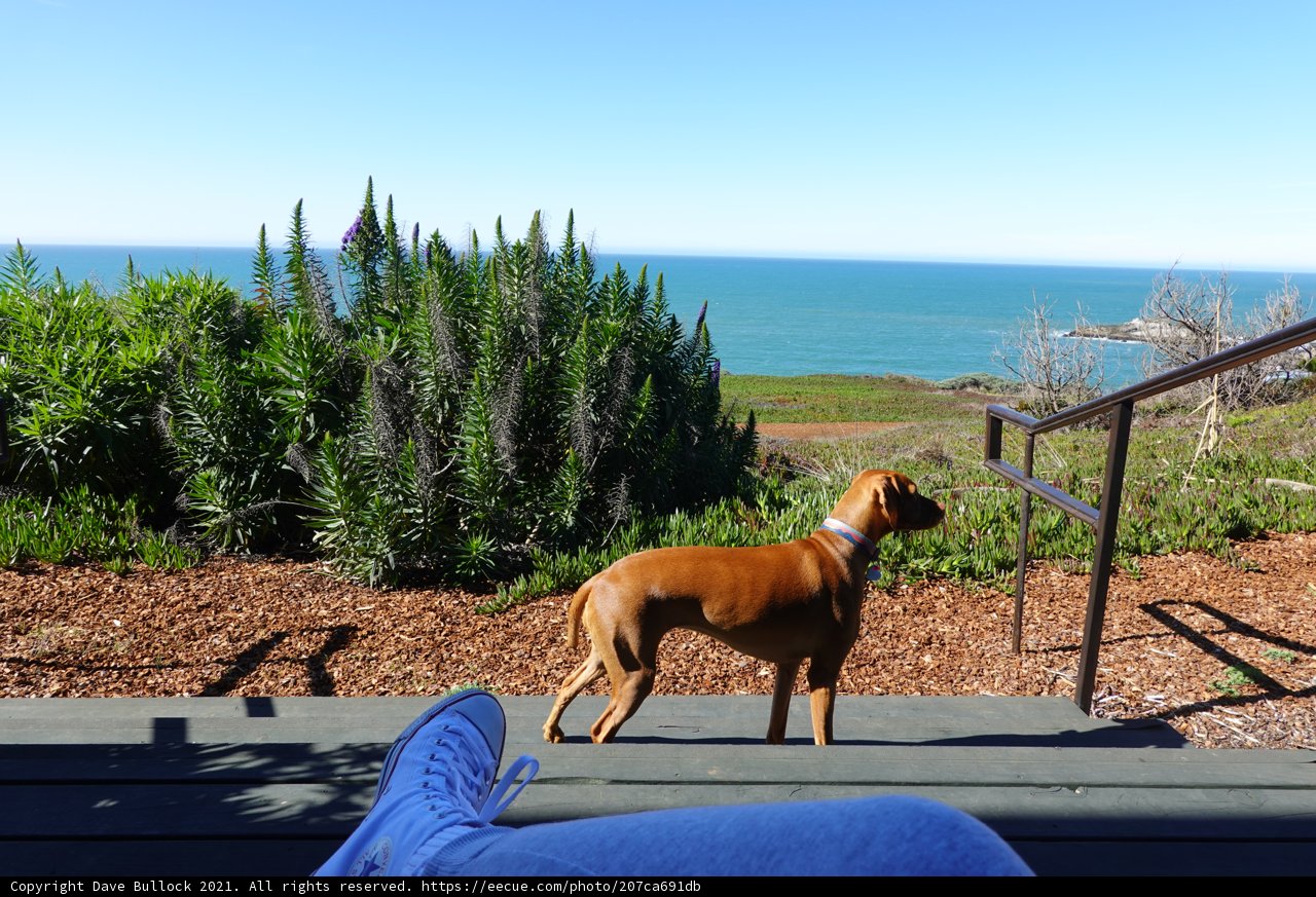 Canine at the Coast