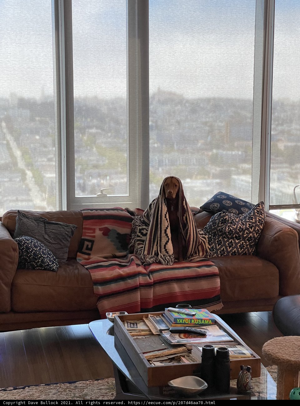 Cozy Afternoon on the Brown Couch