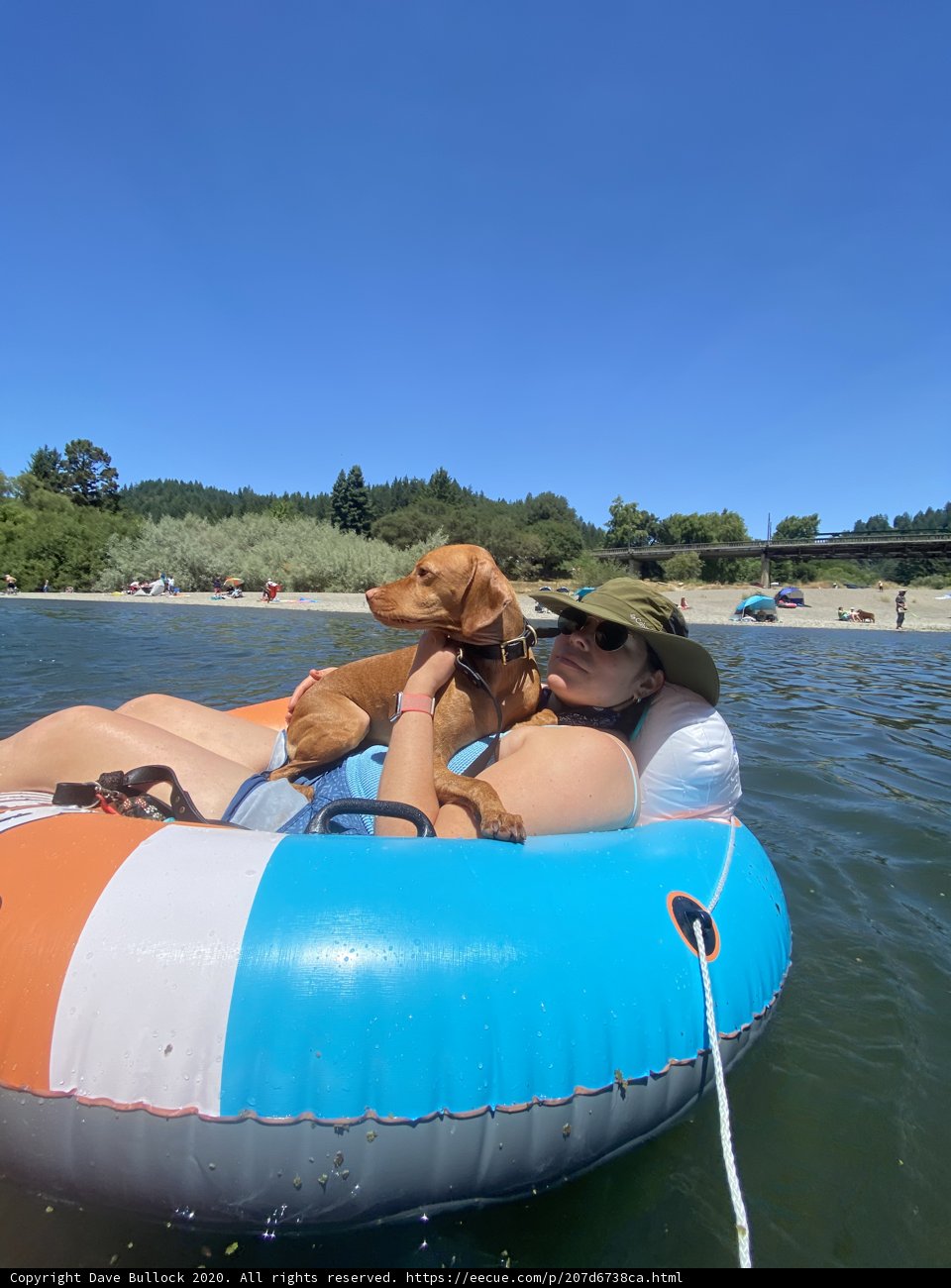 Dog Days of Summer