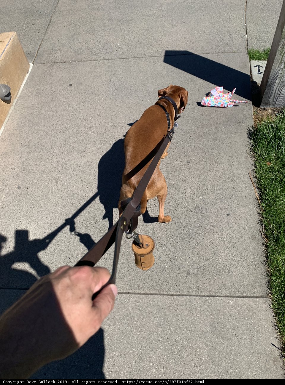 Fashionable walk with pup