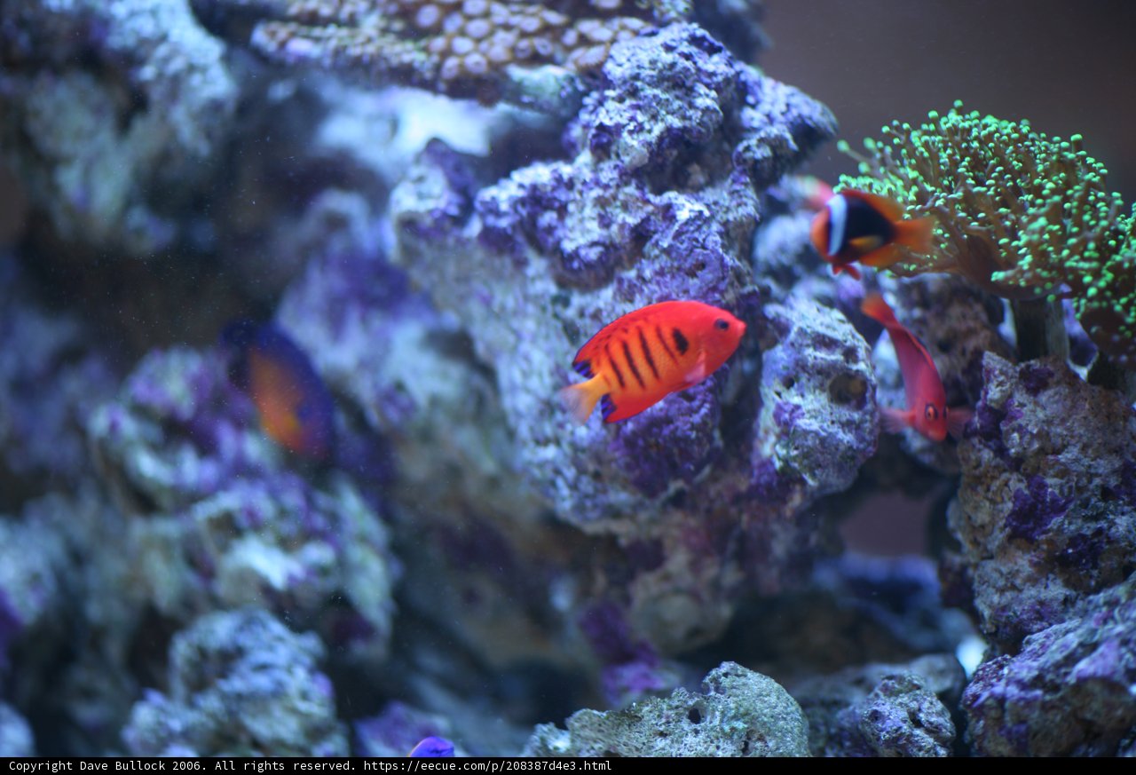 Colorful Clownfish in Captivity