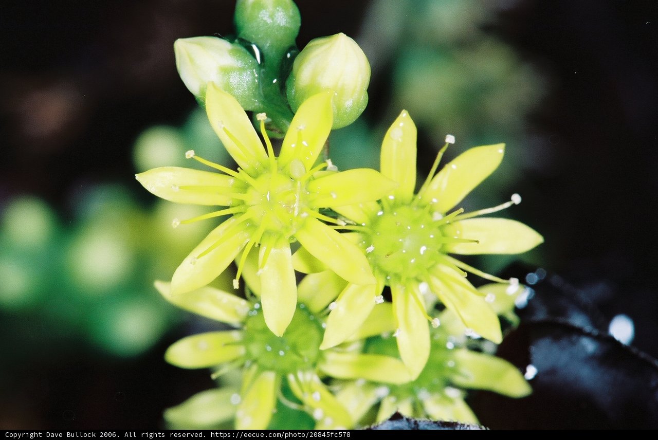 Drenched in Pollen
