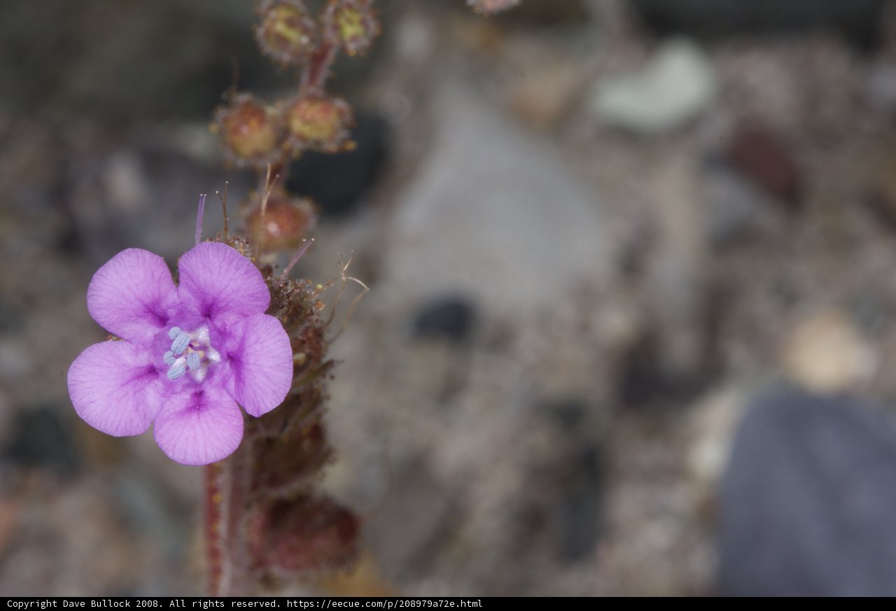 A Rare Geranium Orchid Found in the Desert