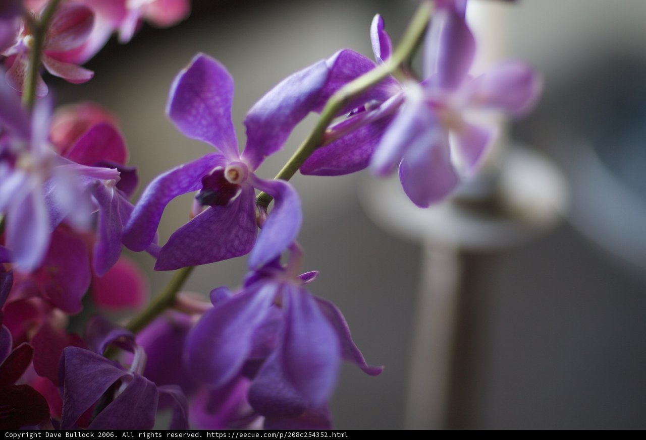 Pristine Purple Orchids