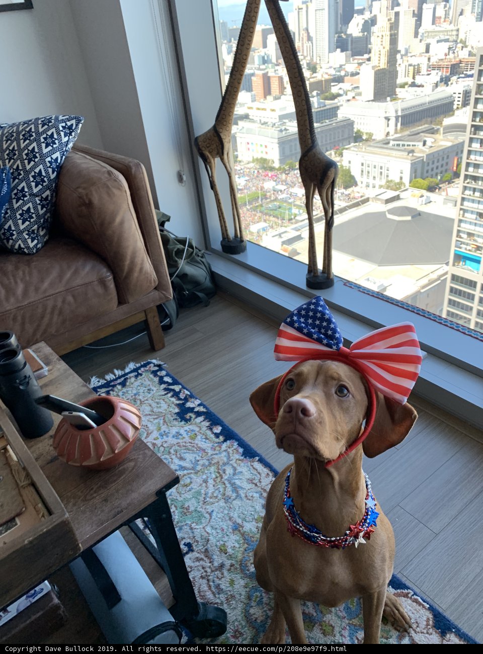 Patriotic Pup