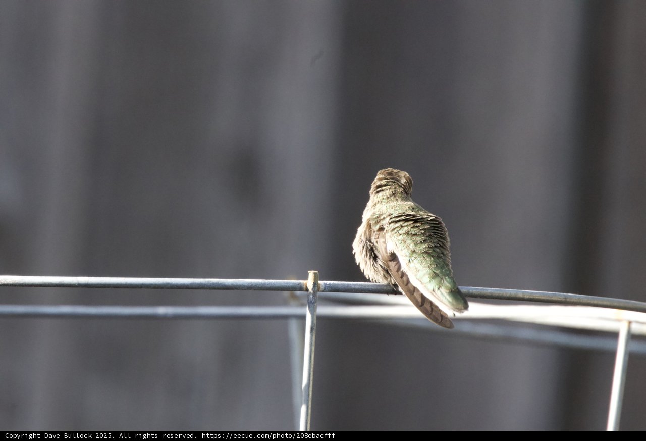 Resting Jewel