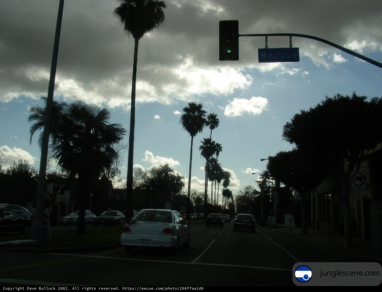 Palm Trees Light Up the Street