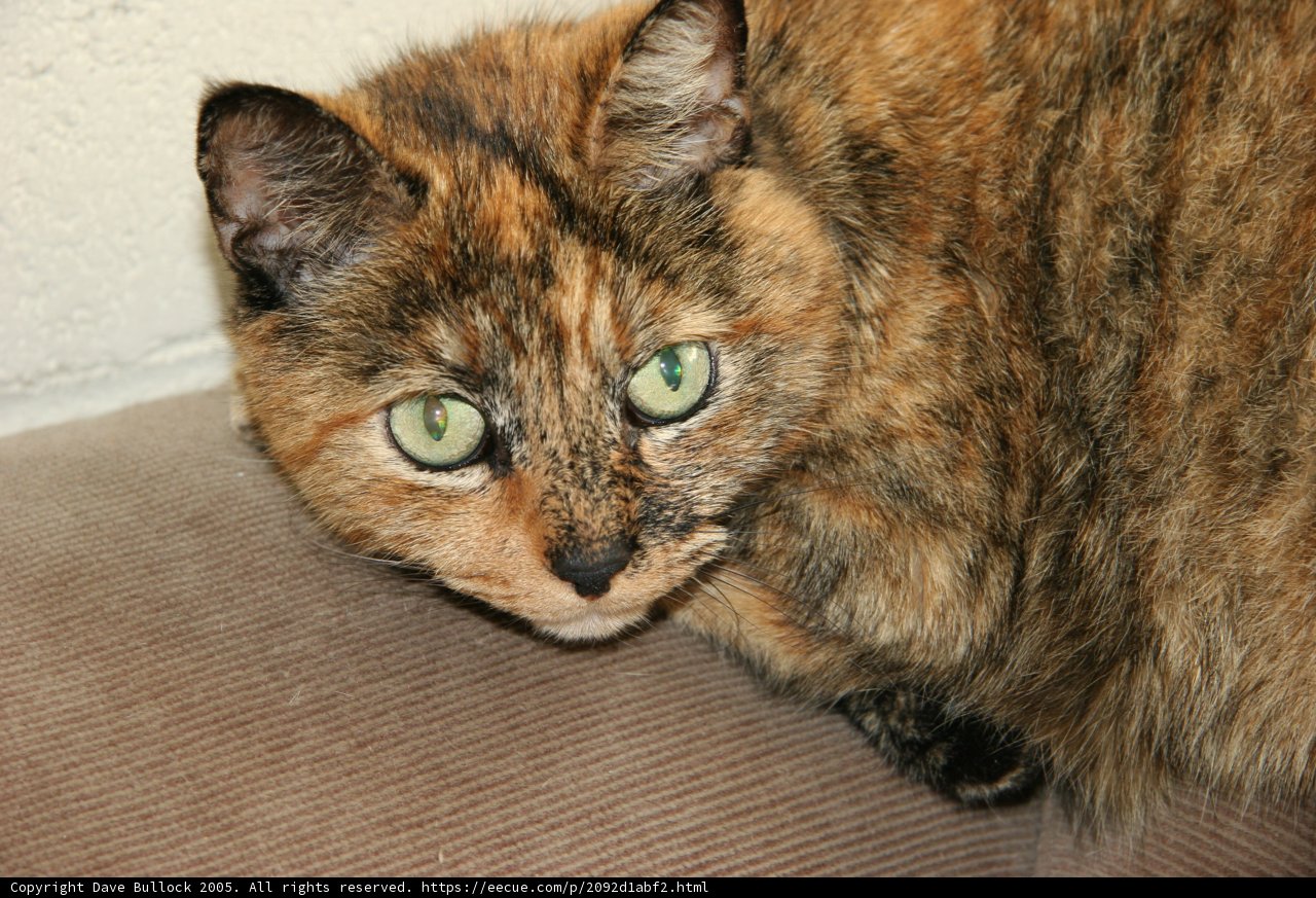 Couch Cat with Green Eyes