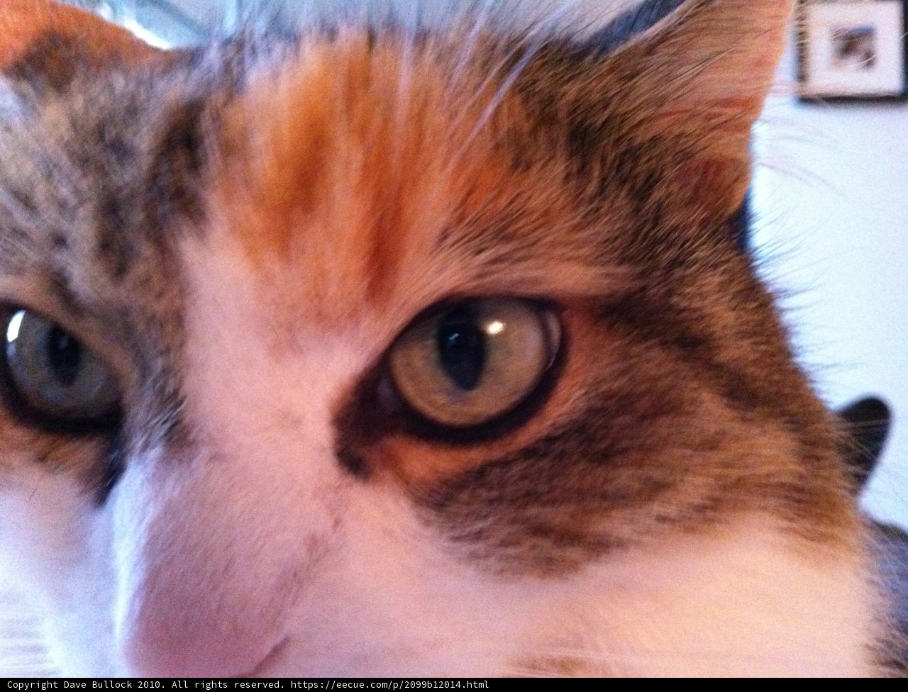 Feline Focus