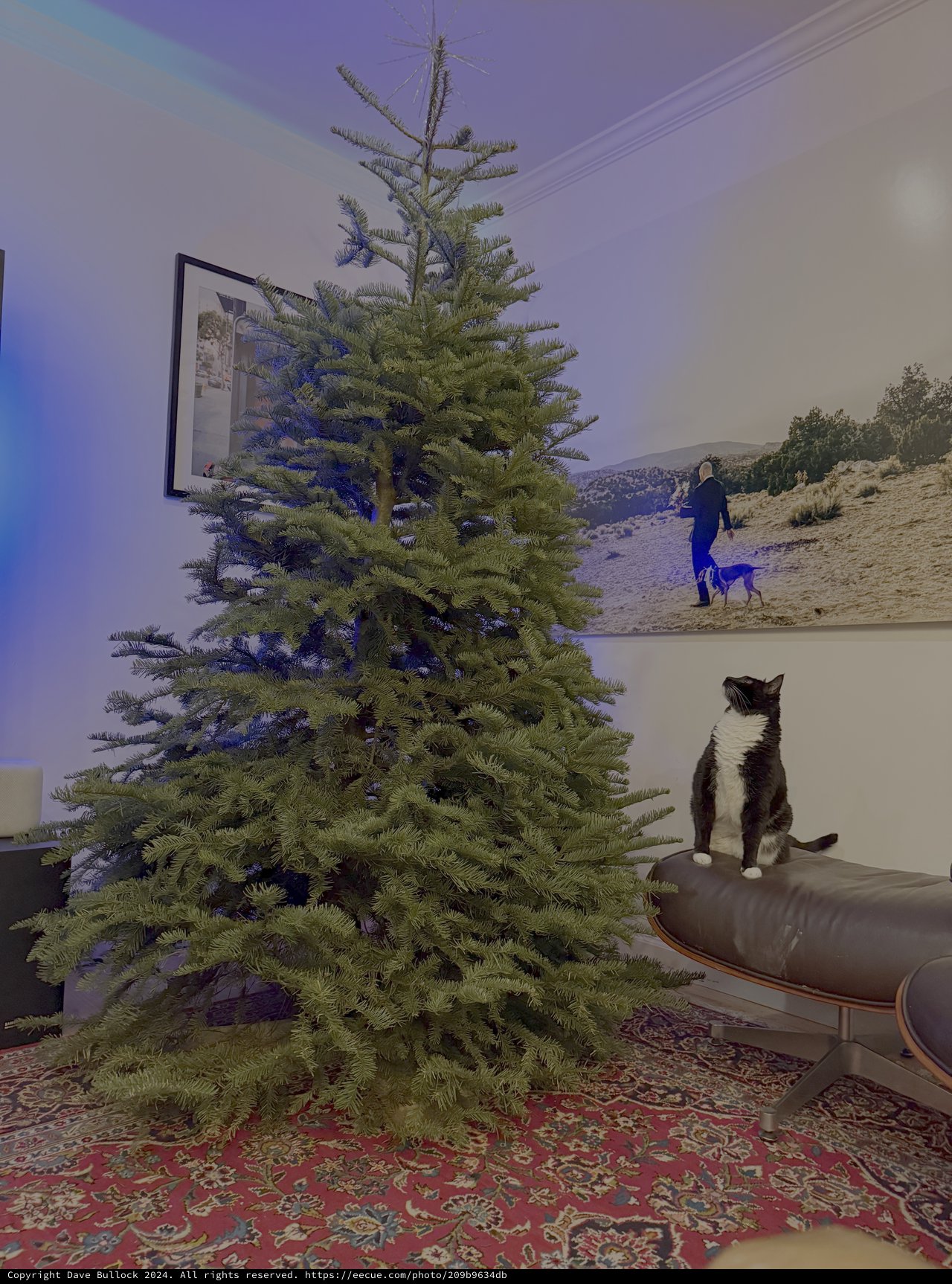 Cat Watches Christmas Tree in Cozy Living Room