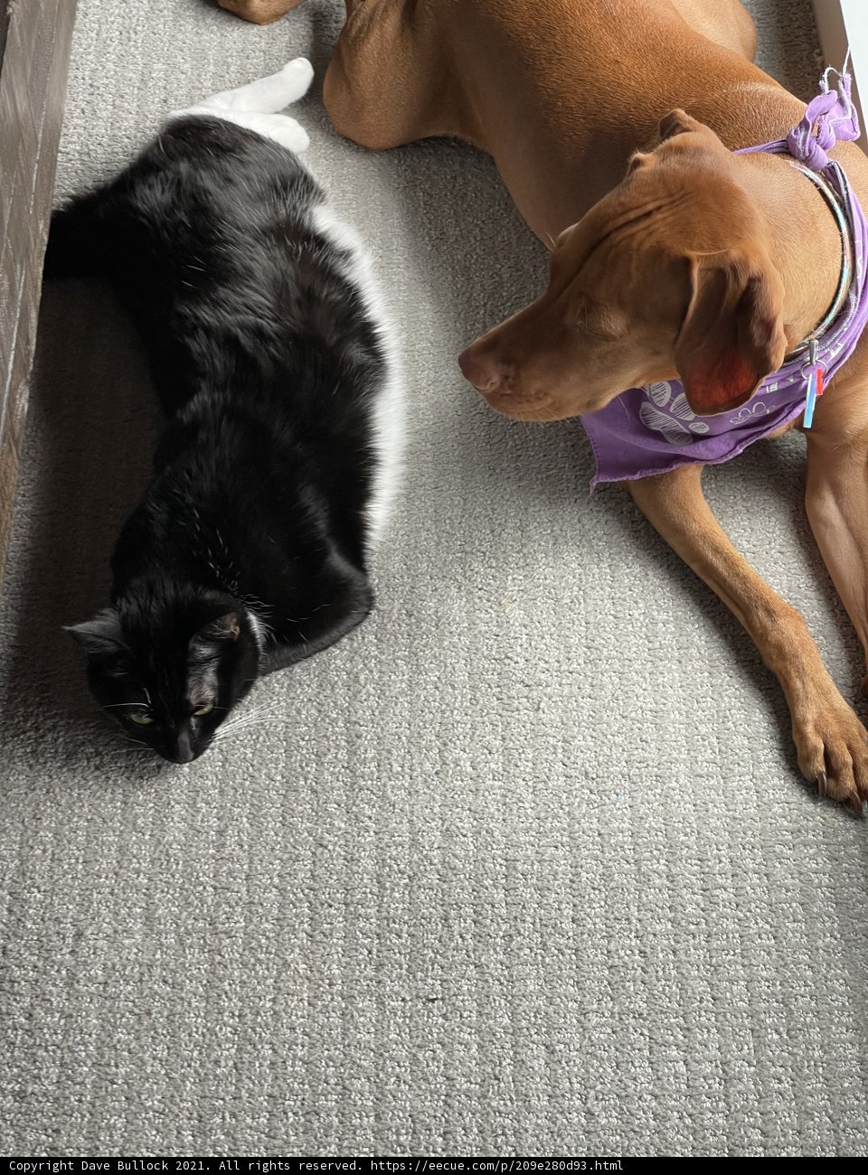 Domestic Bliss