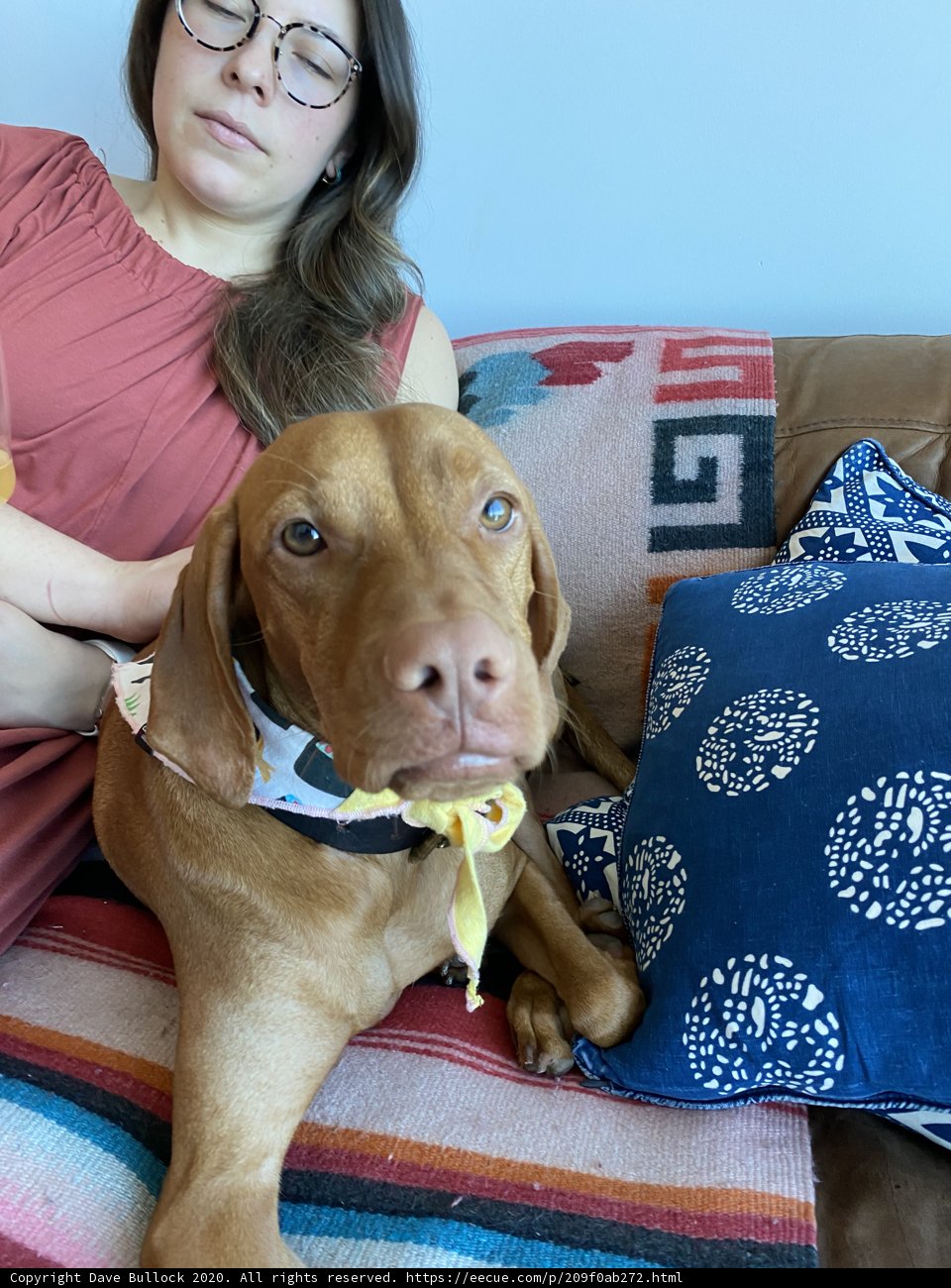 Cozy Afternoon with Furry Friends