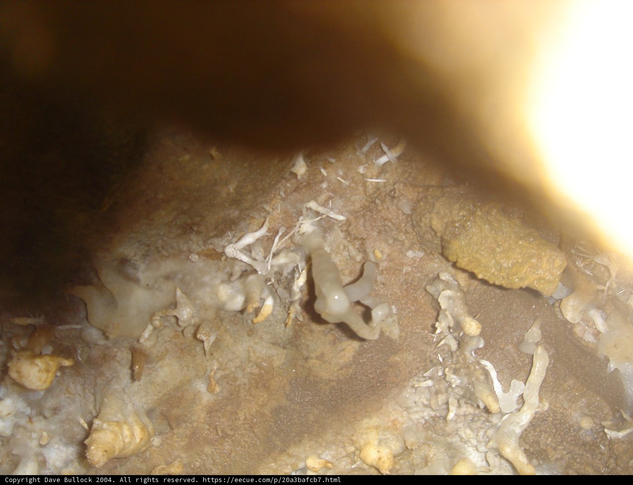 Cave-Dwelling Baby Animal