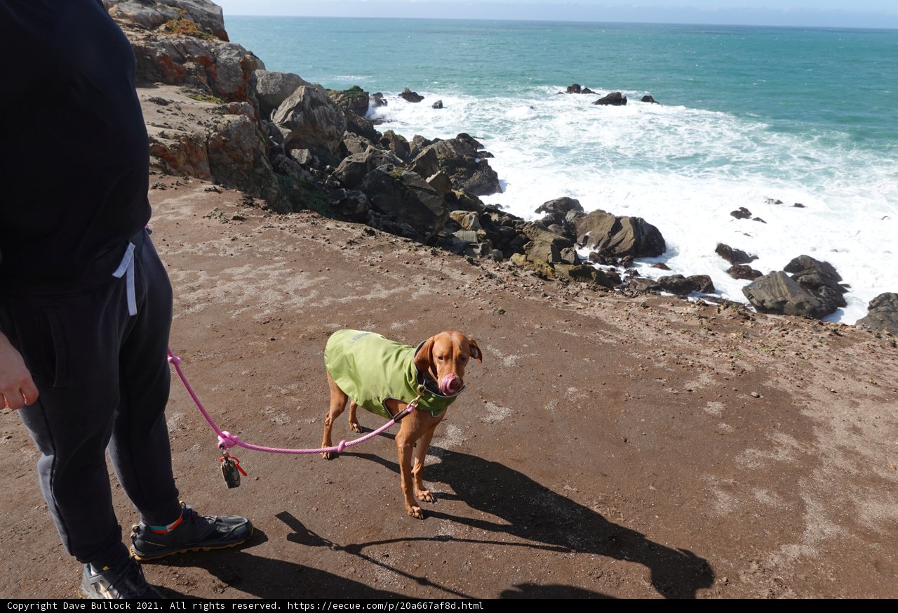 Green-Coated Pup at the Beach