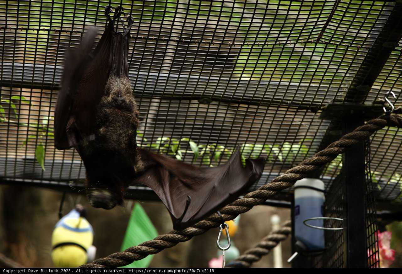 Up and Under: The Acrobatic Bat at Oakland Zoo