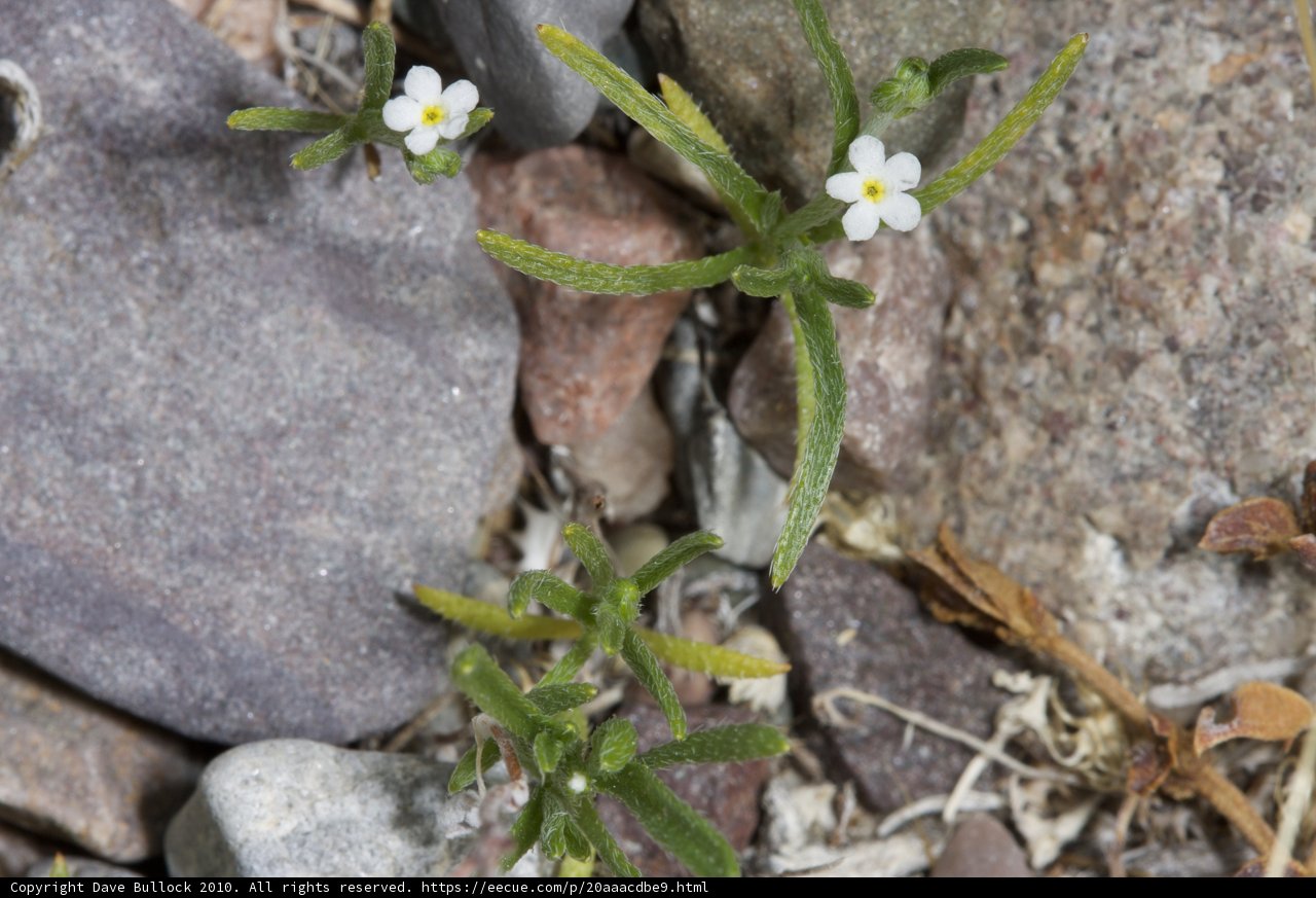 Delicate Wildflower Among Rocks