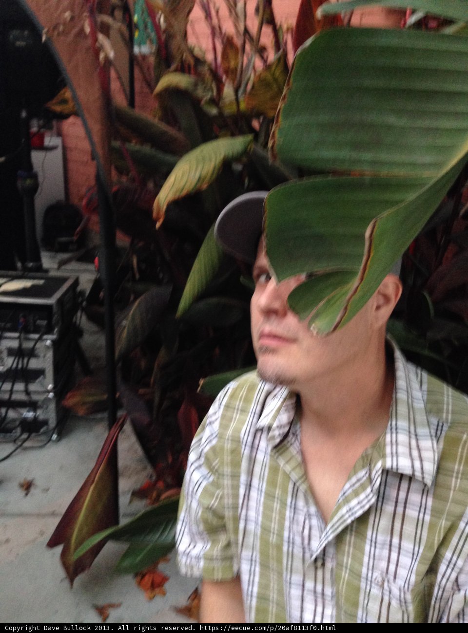 A Man in a Baseball Cap Examines a Banana Plant