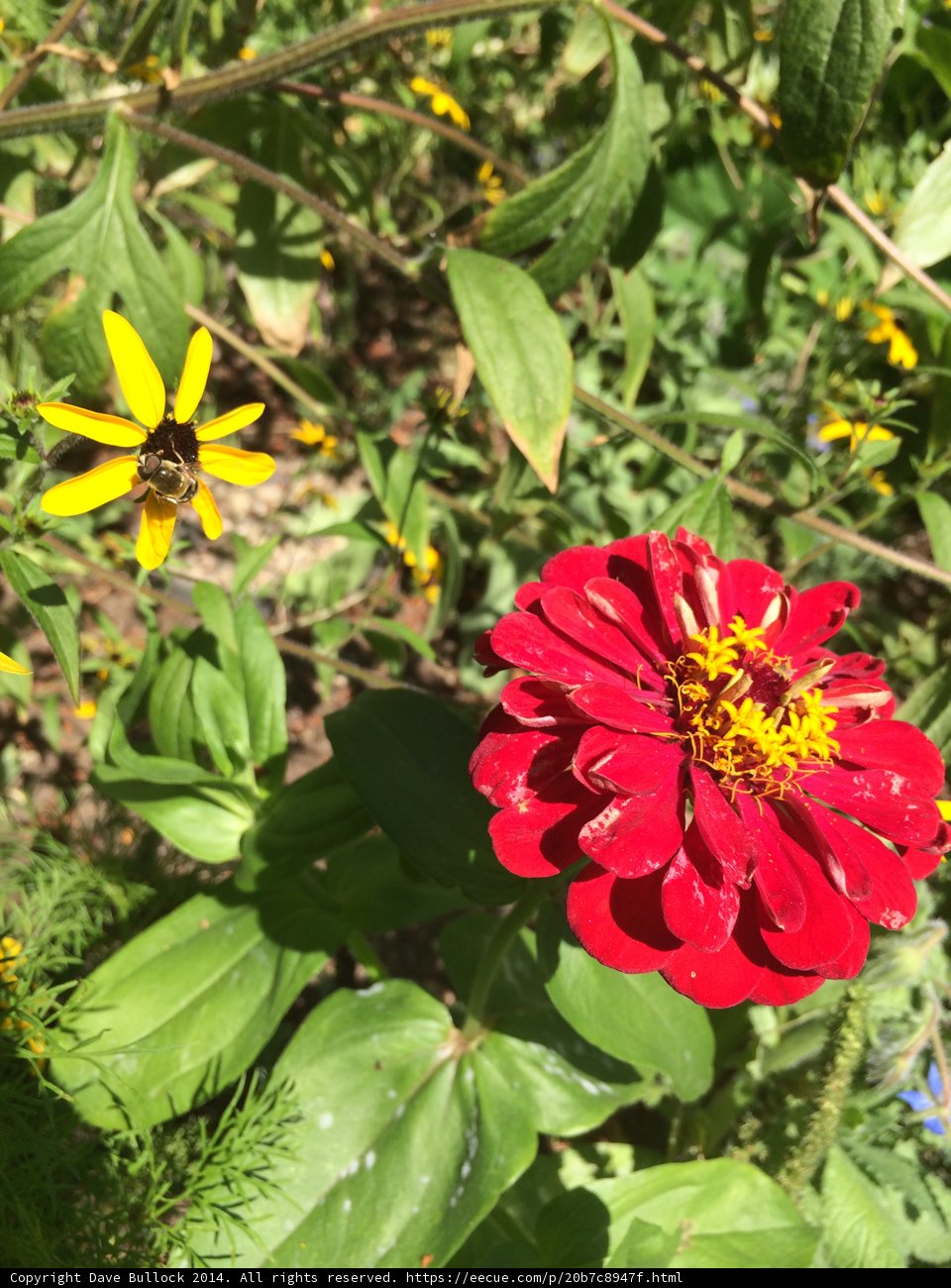 Vibrant Red Flower with Yellow Center