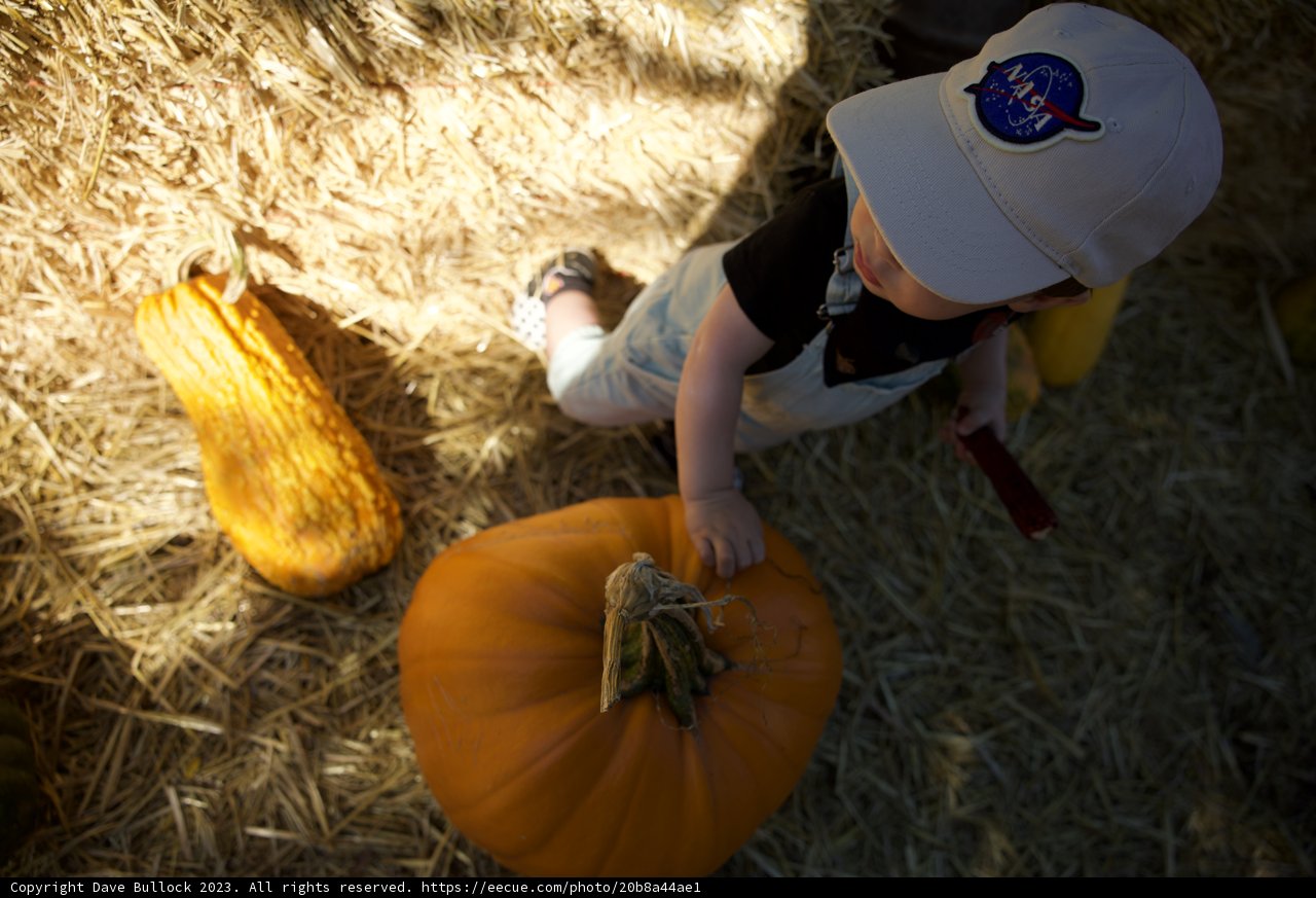 Harvest Adventures: A Day at the Pumpkin Patch