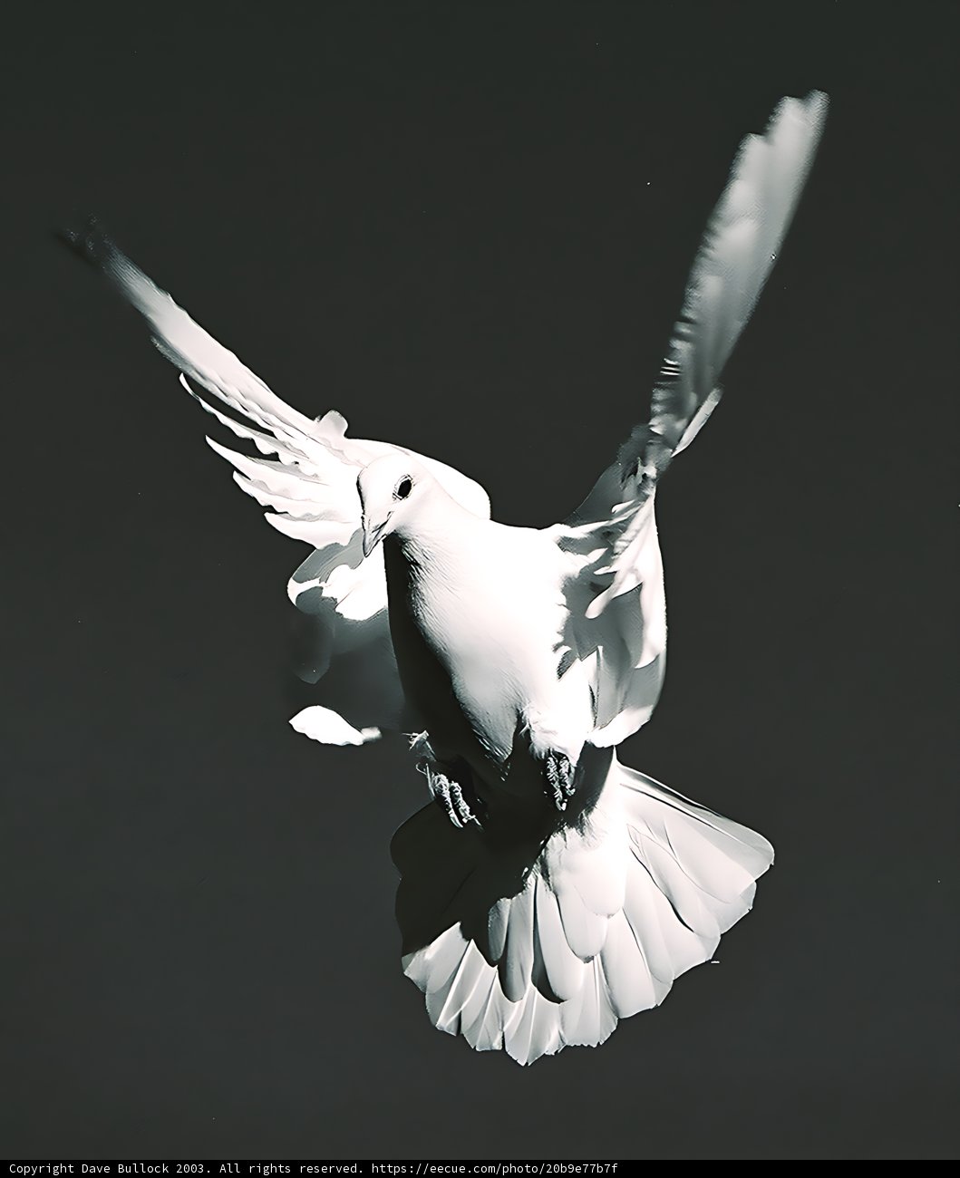Peaceful Flight