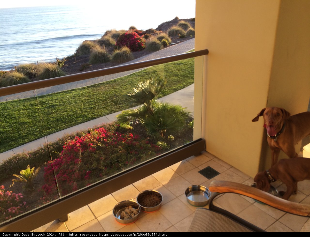 Balcony Buddies