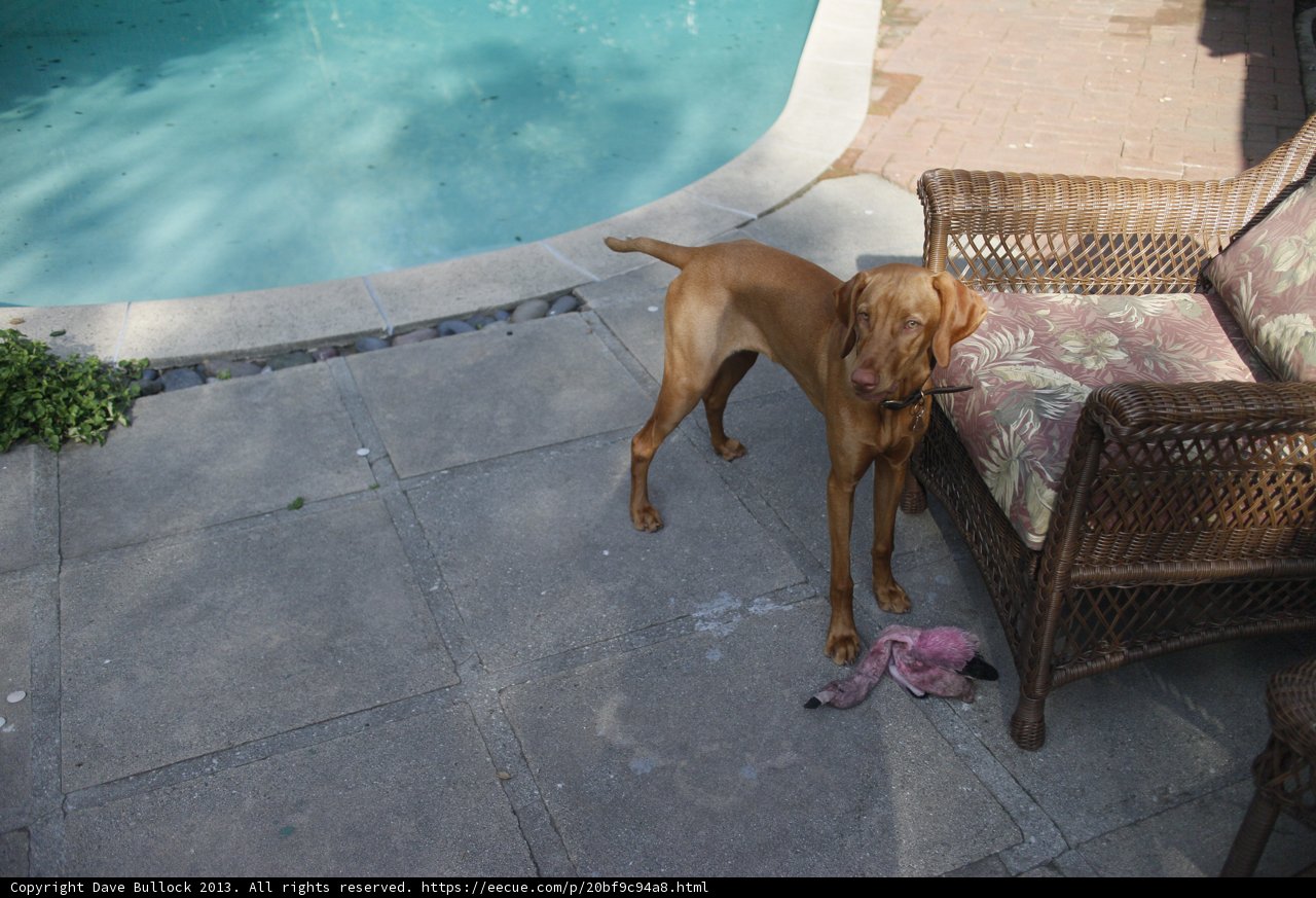 Poolside Pup