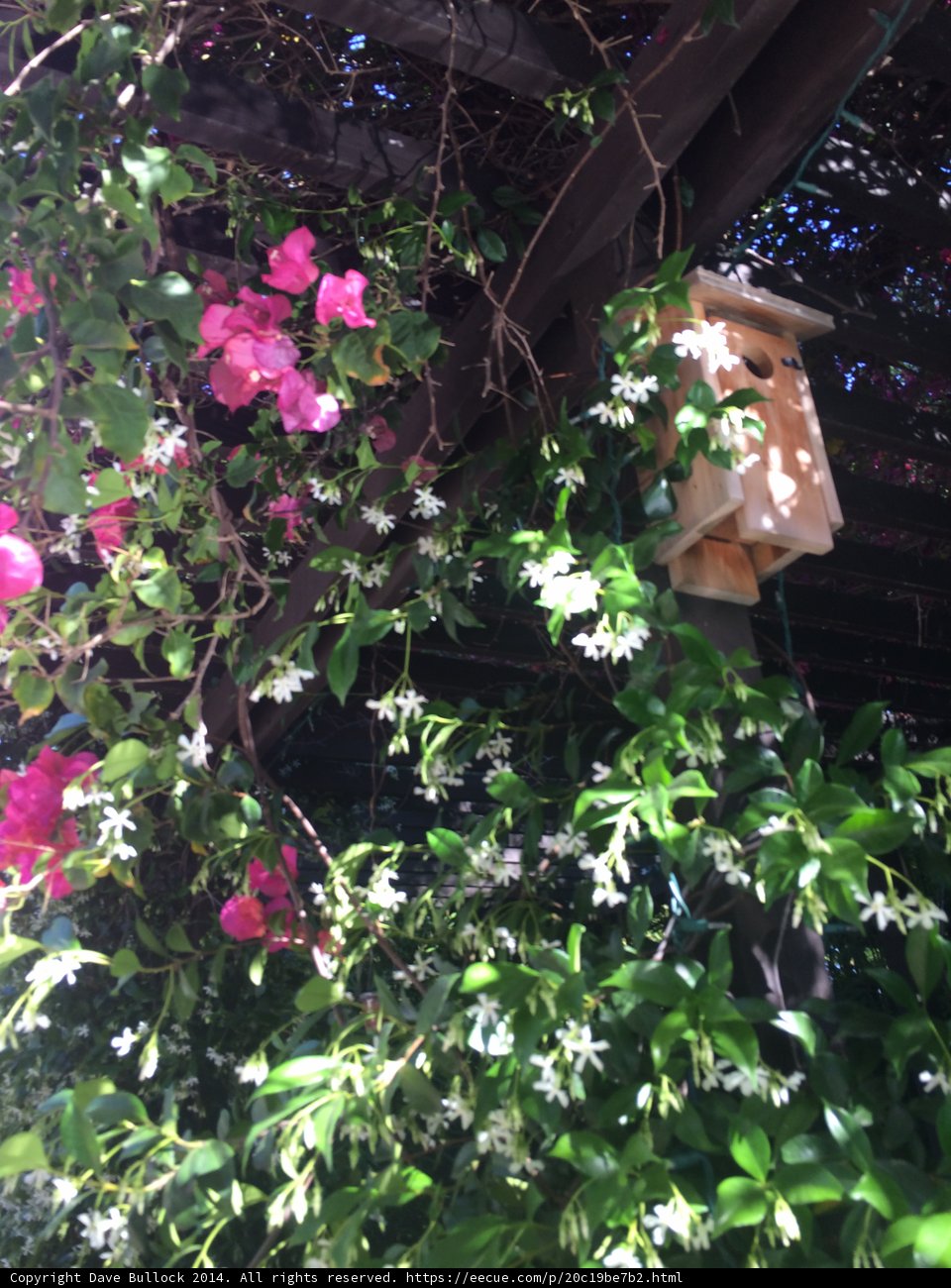Garden Oasis