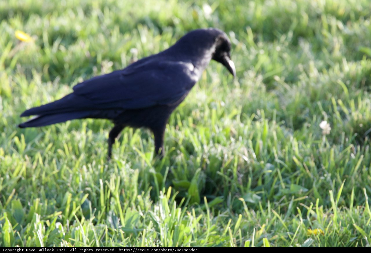 Fort Mason's Black Feathered Visitor