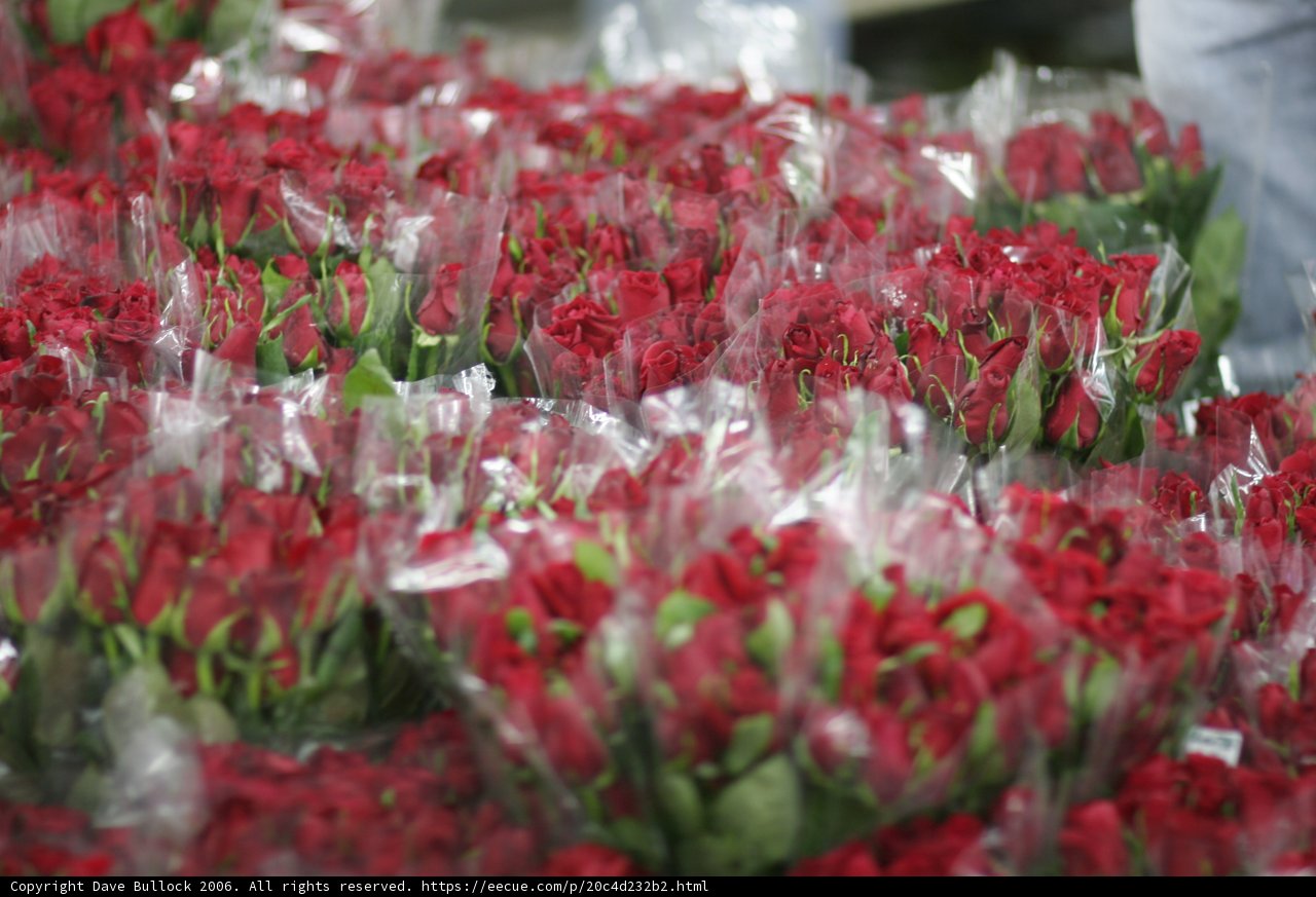 A Bouquet of Red Roses