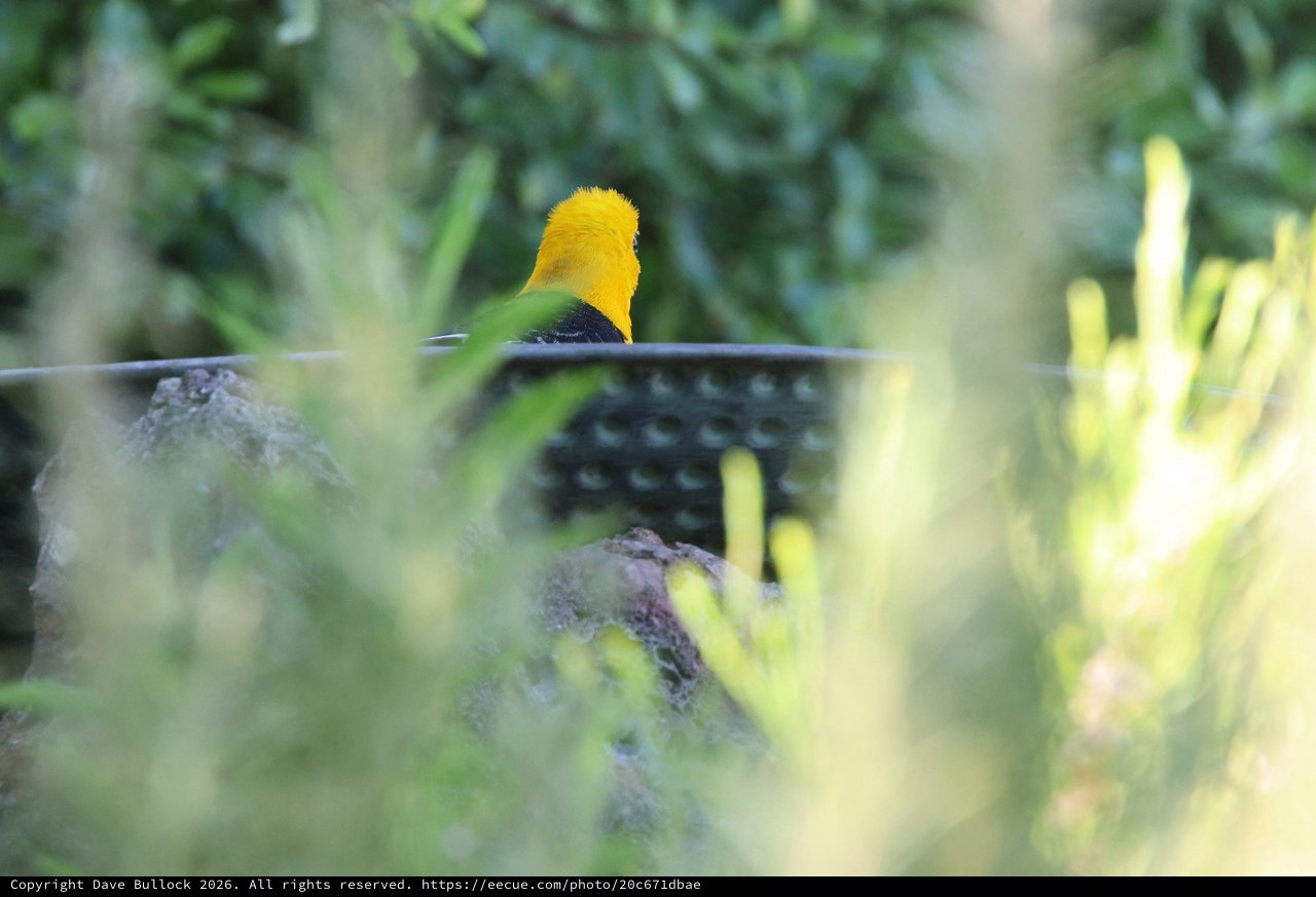 Hooded Oriole Bathing Through Garden Foliage