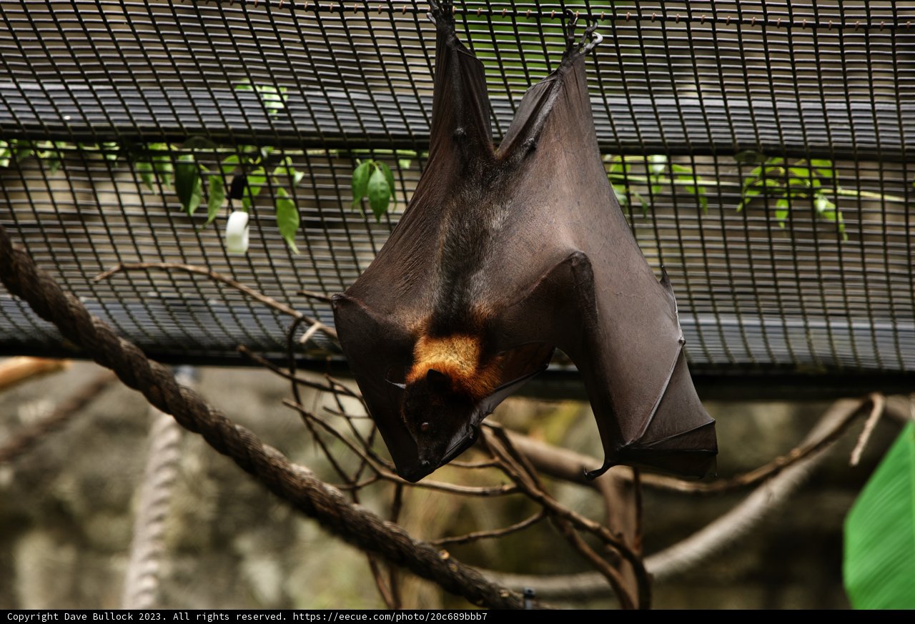 Midsummer Encounter - The Upside-down Resident of Oakland Zoo