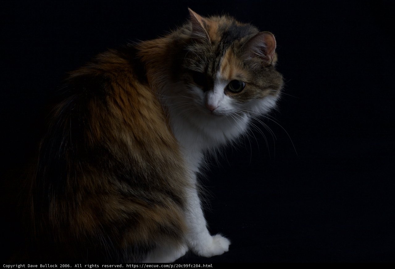 Calico Cat on Black Background