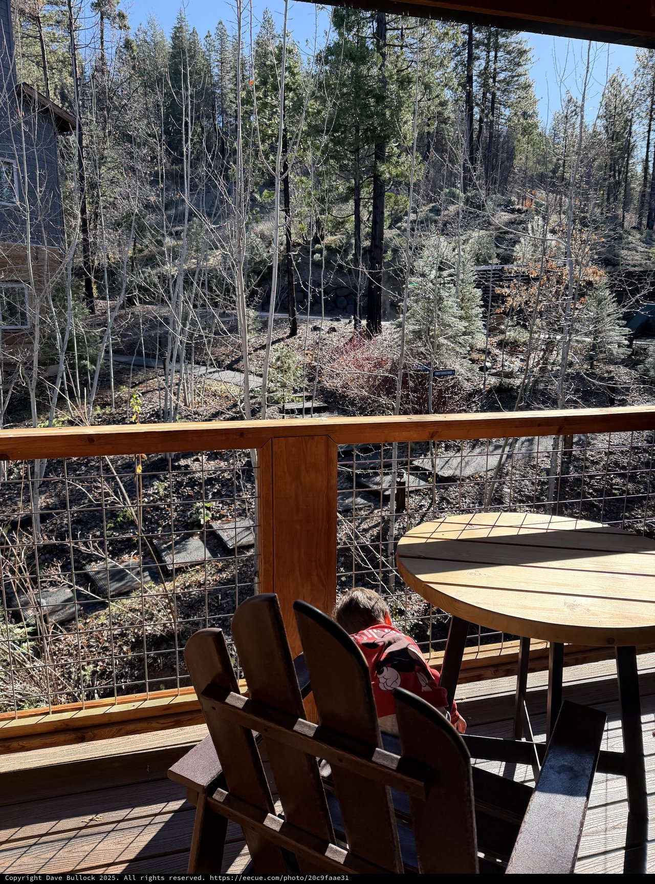 Child Gazing Over Forest Deck at Yosemite