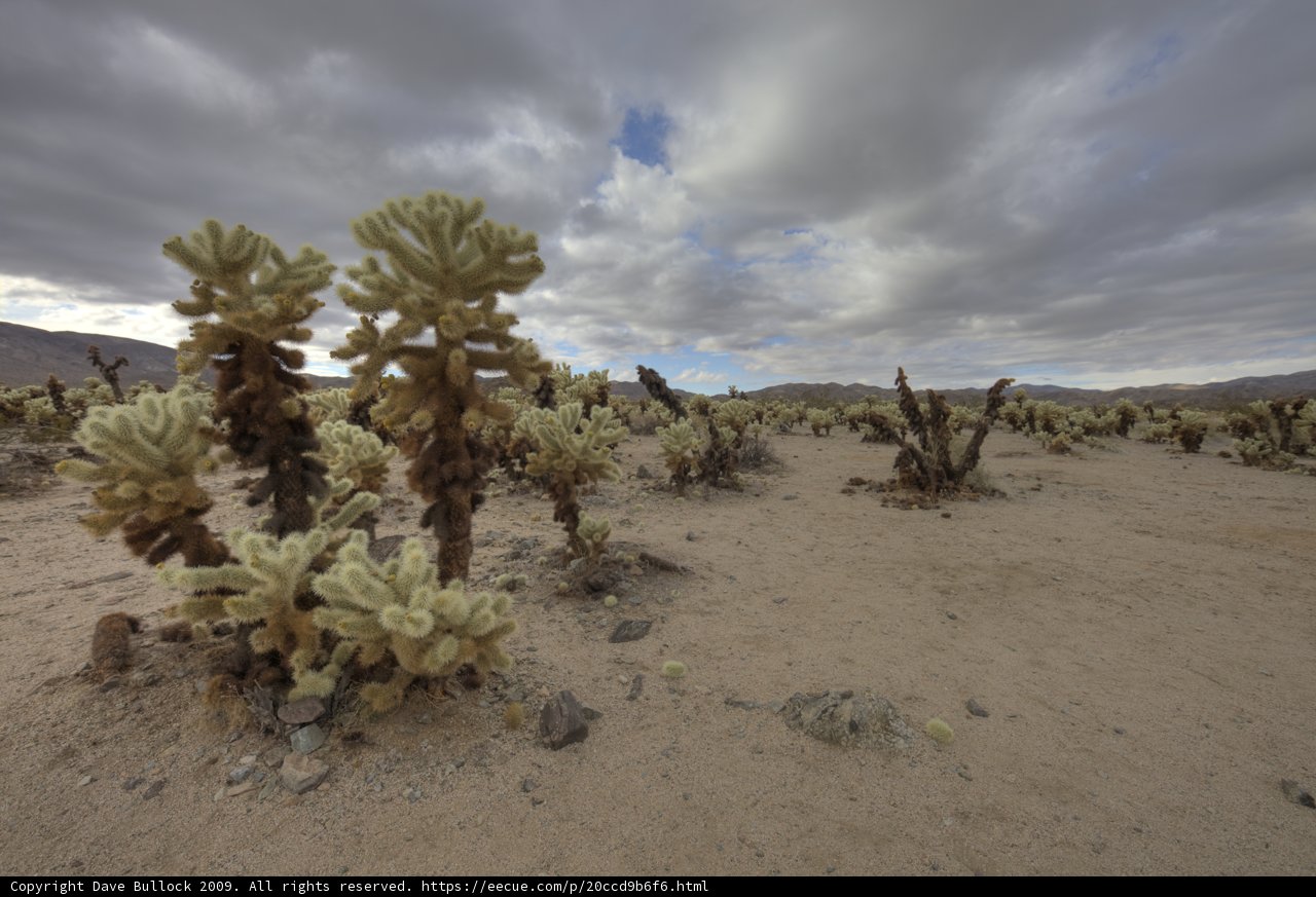 Serenity in the Desert