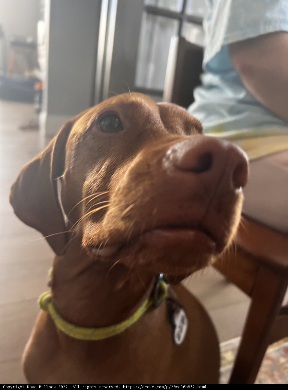 Paws Up, Pup