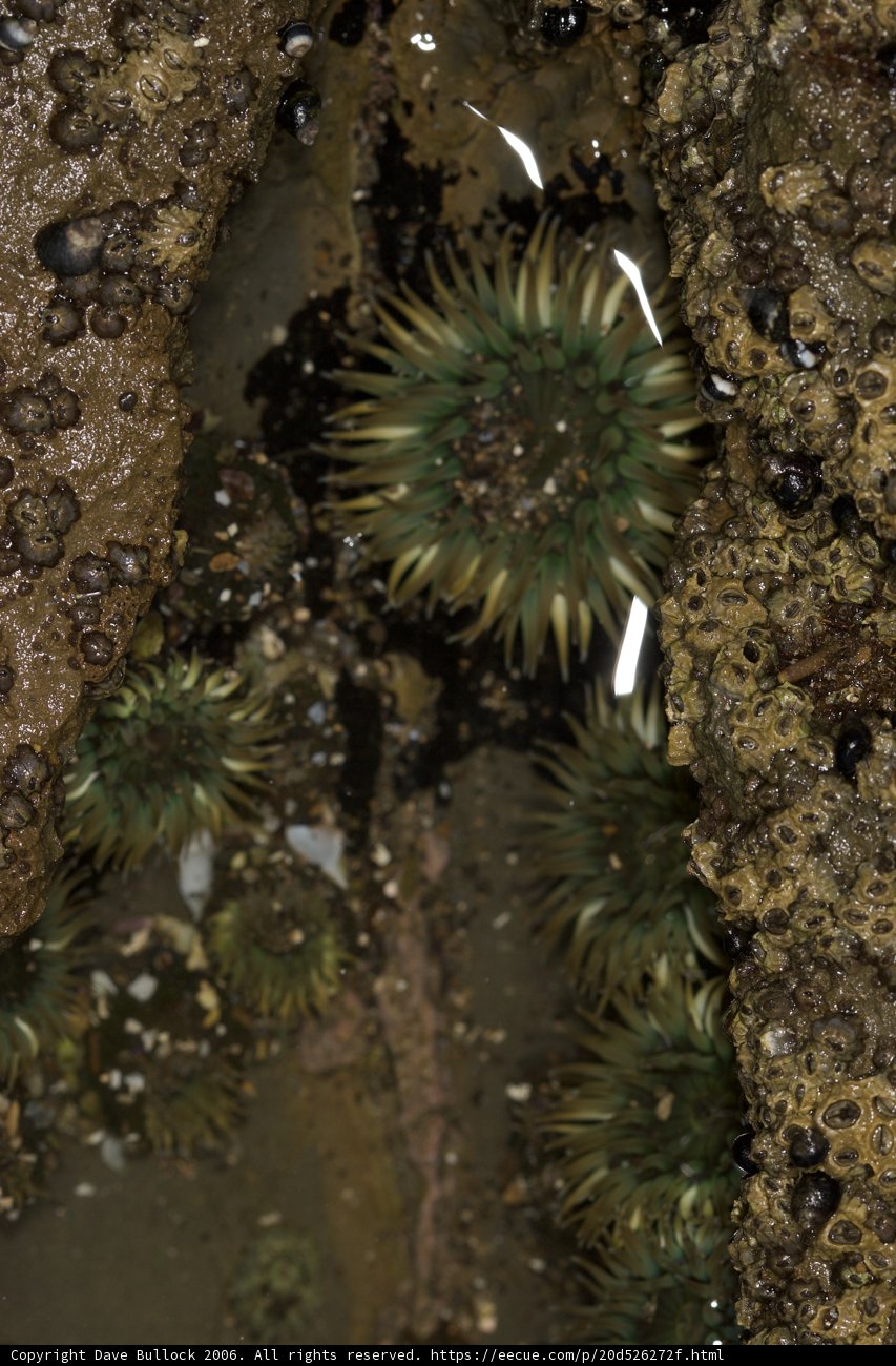 Biodiverse Rock Pool