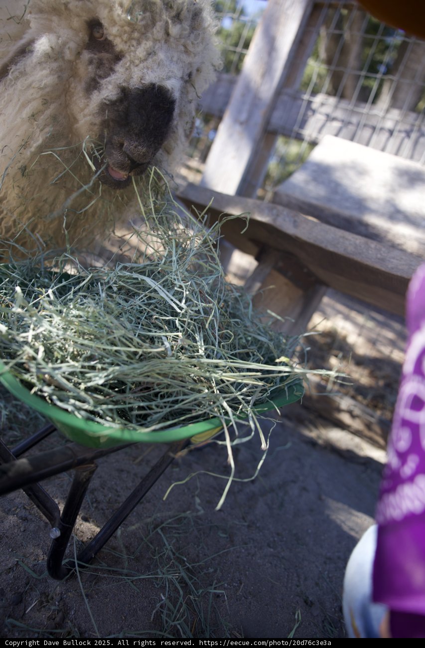 Pastoral Feast in Carmel Valley